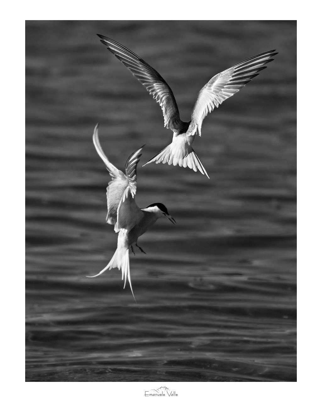 Arctic tern