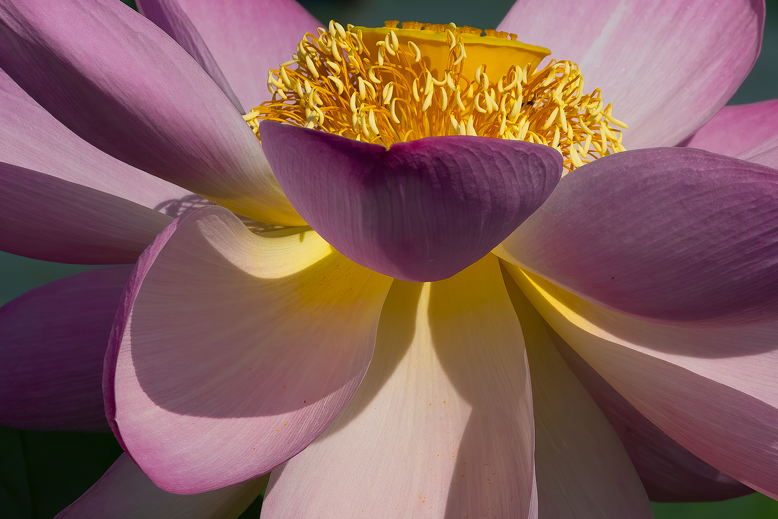 Dettali di un Fiore di loto