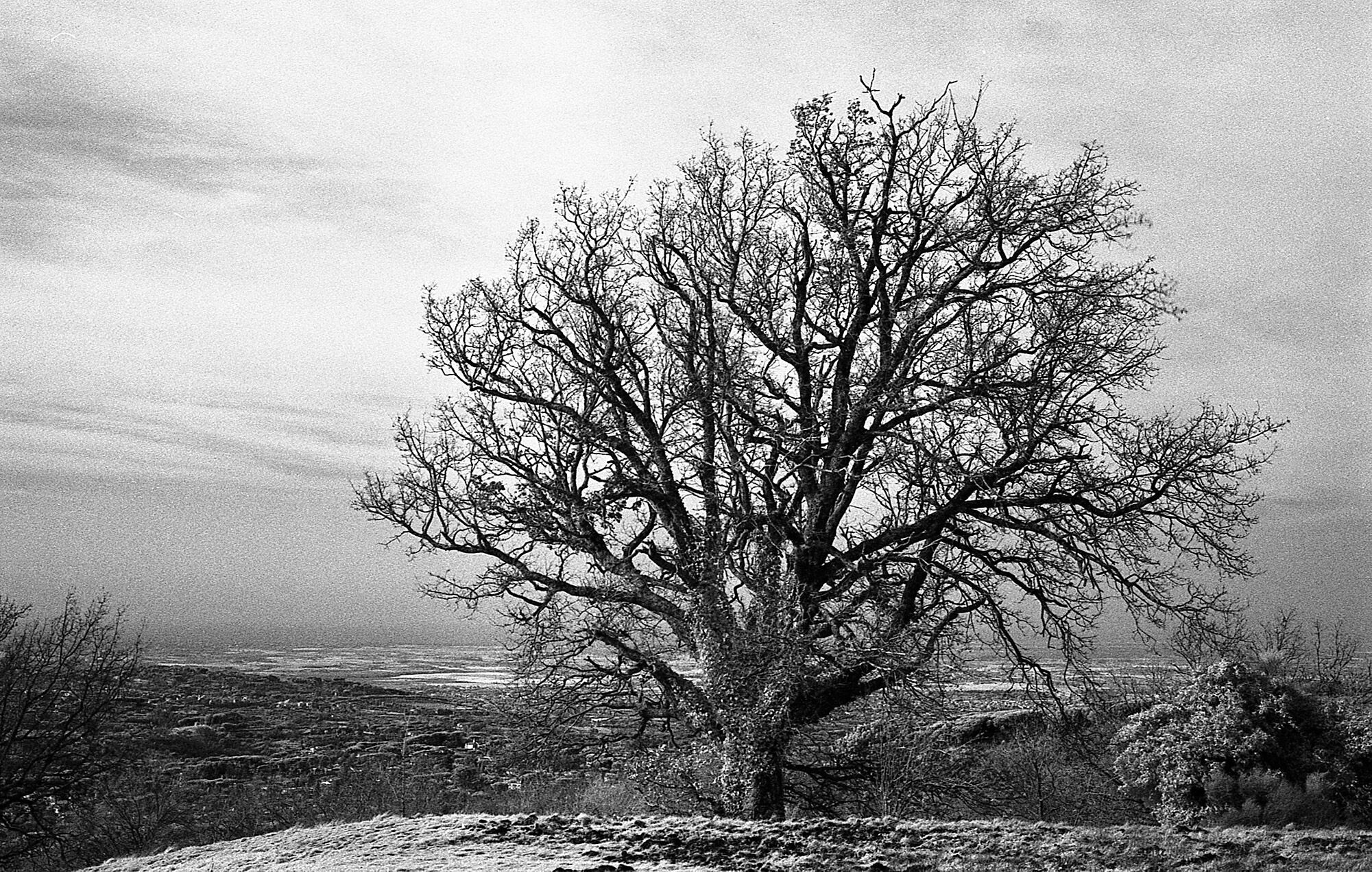 Tree of the Castelli Romani