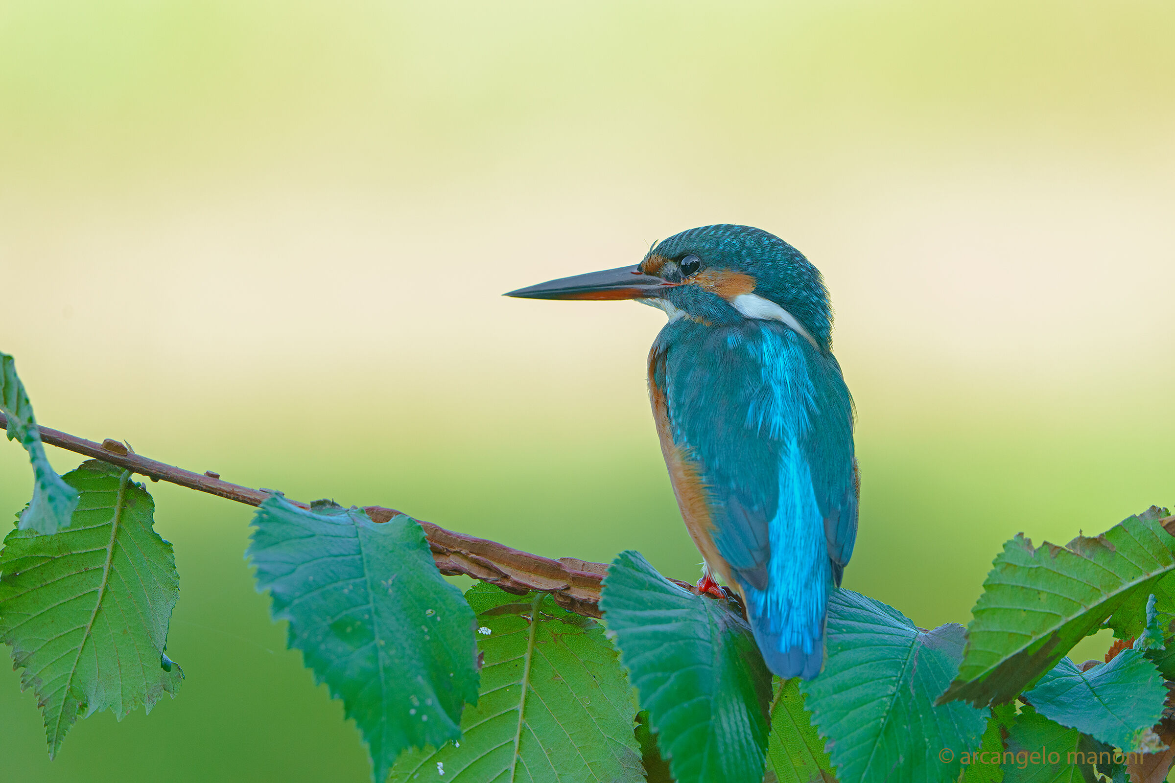 Early morning Martino