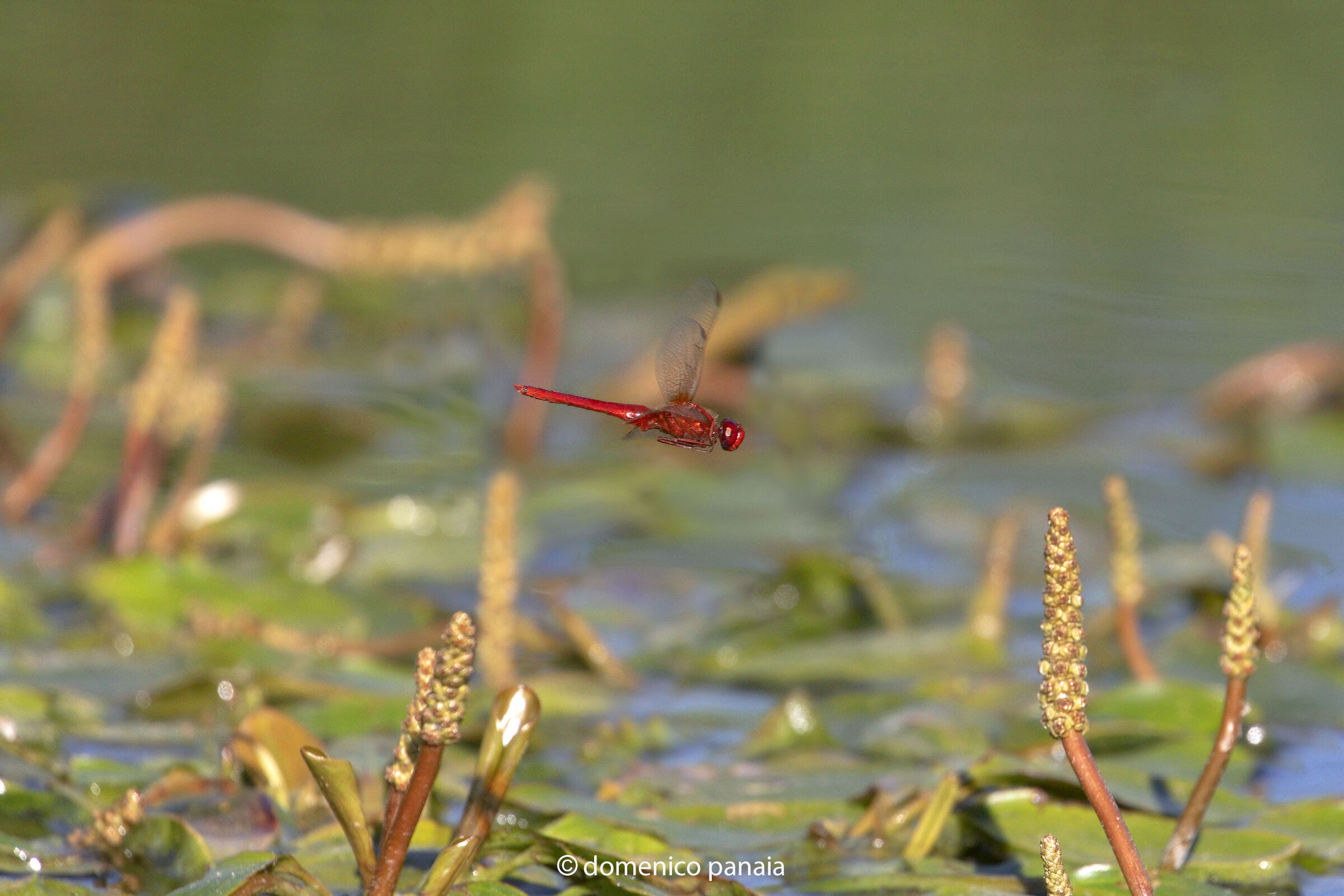 crocothemis erythraea