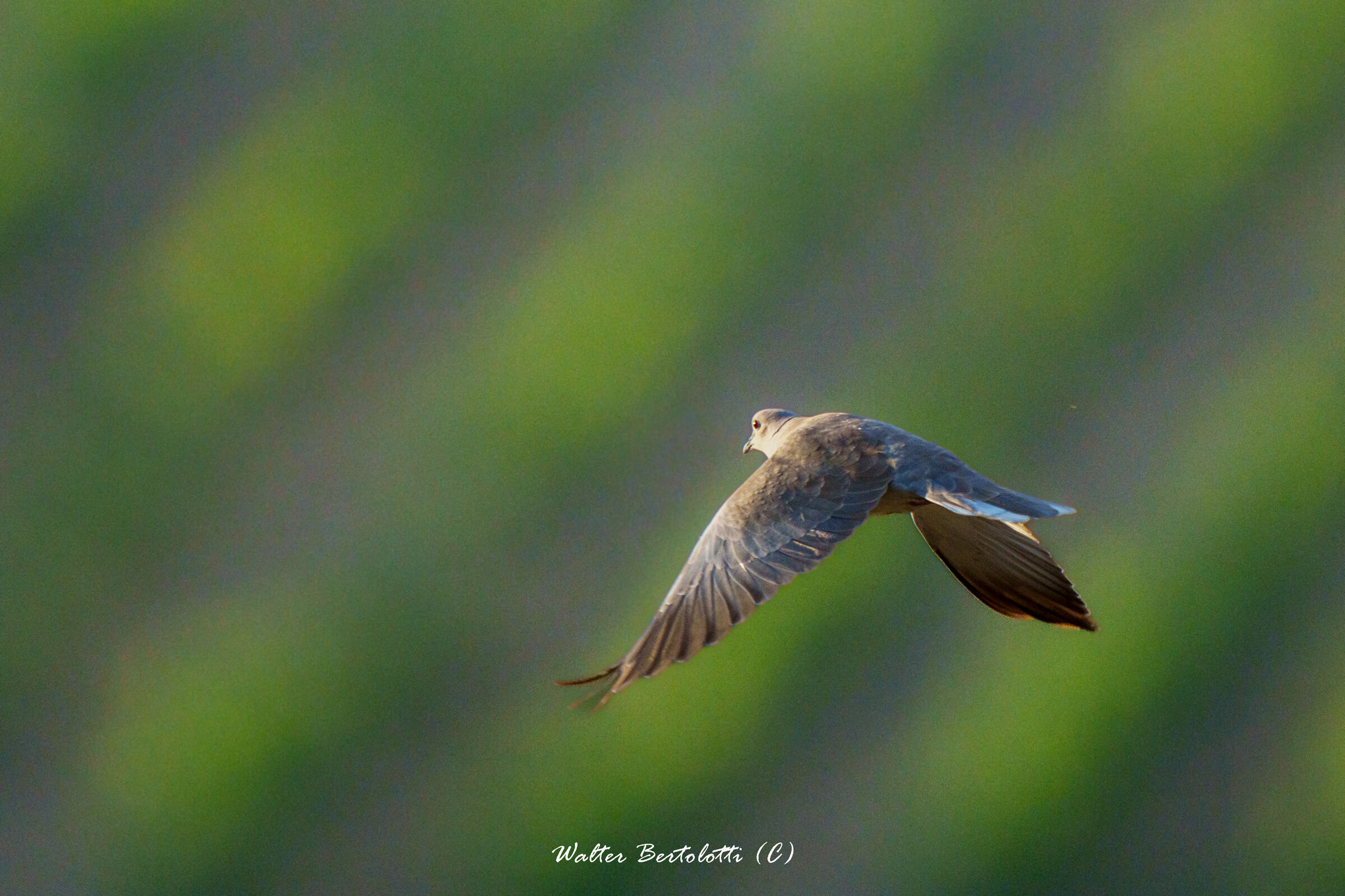 volo verso casa al tramonto