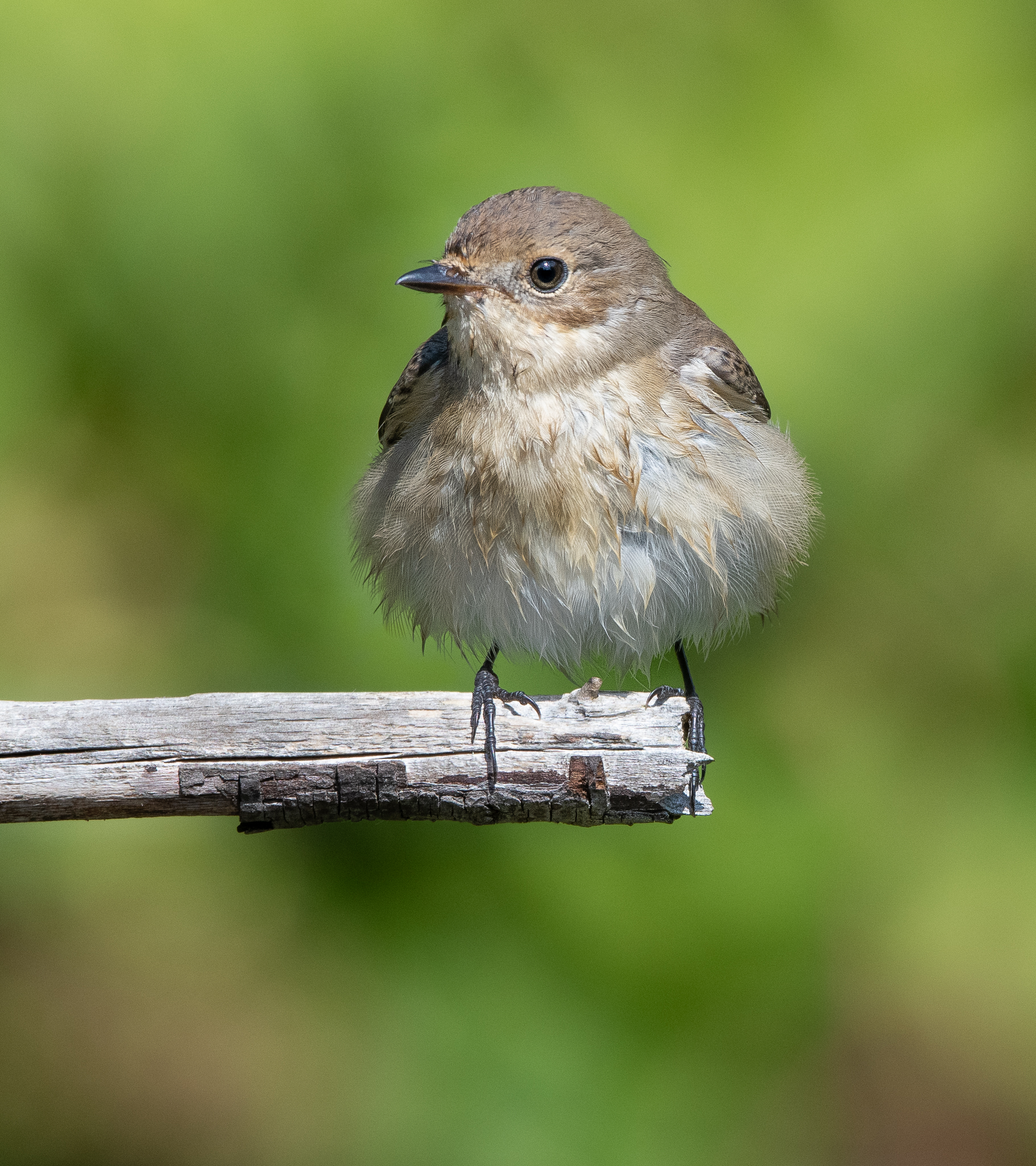 Batuffolo Balia nera (f)