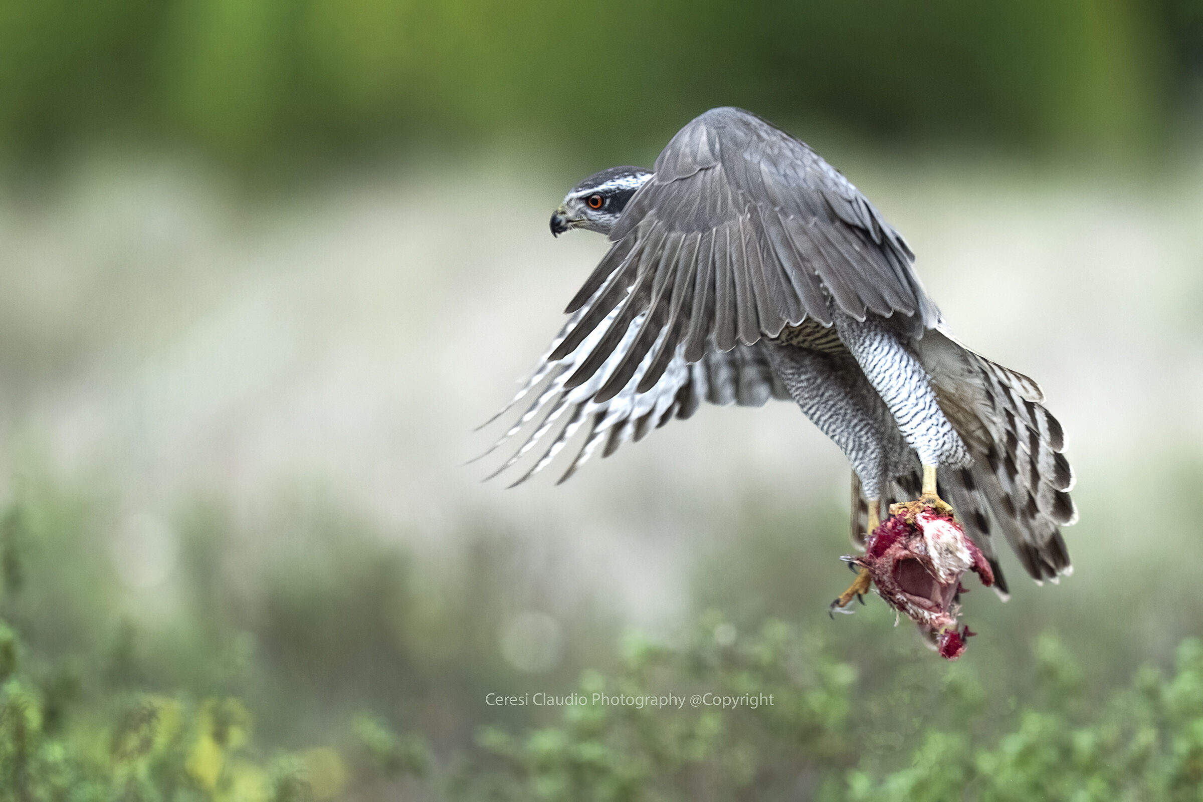 goshawk