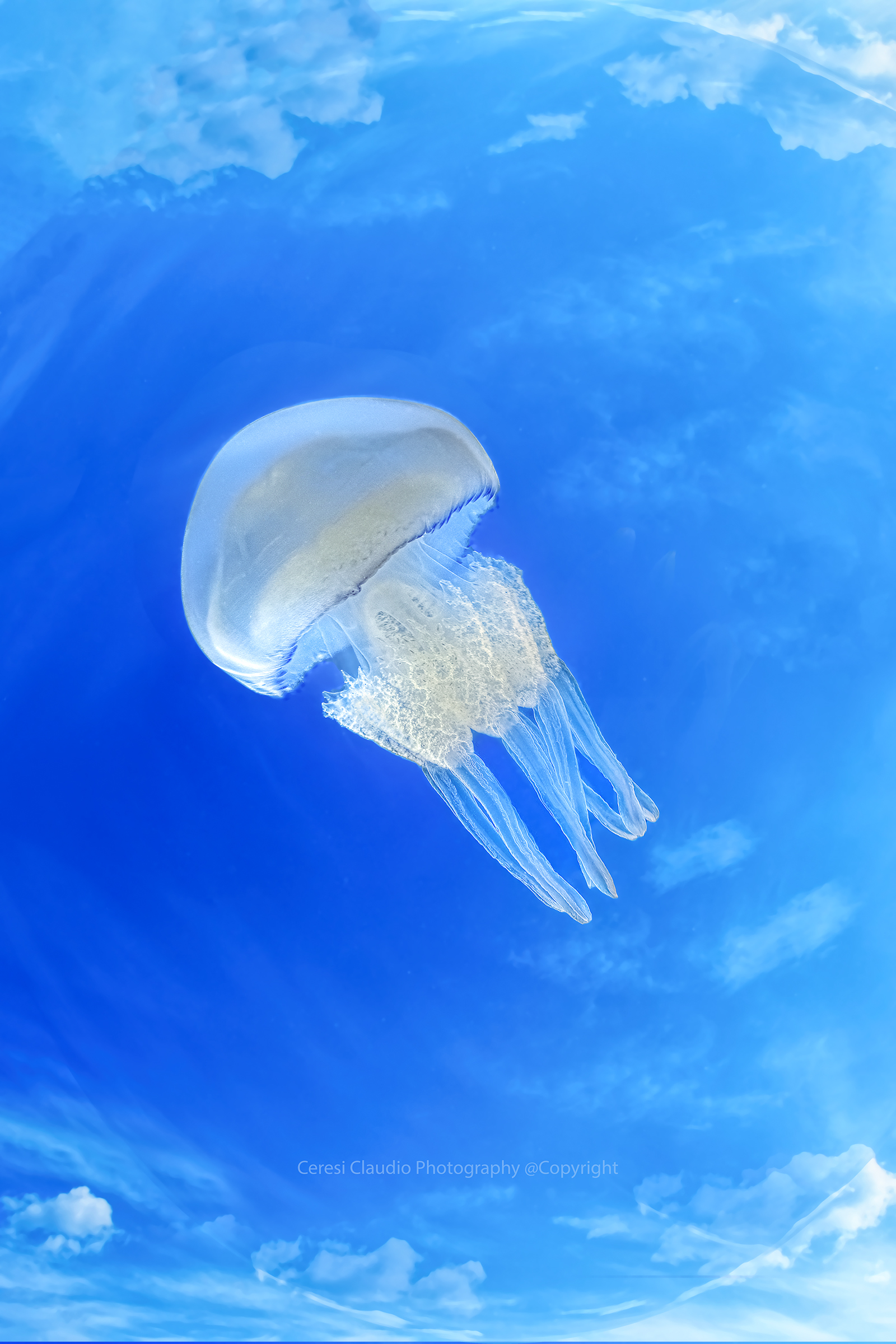 in the sky lung of the sea