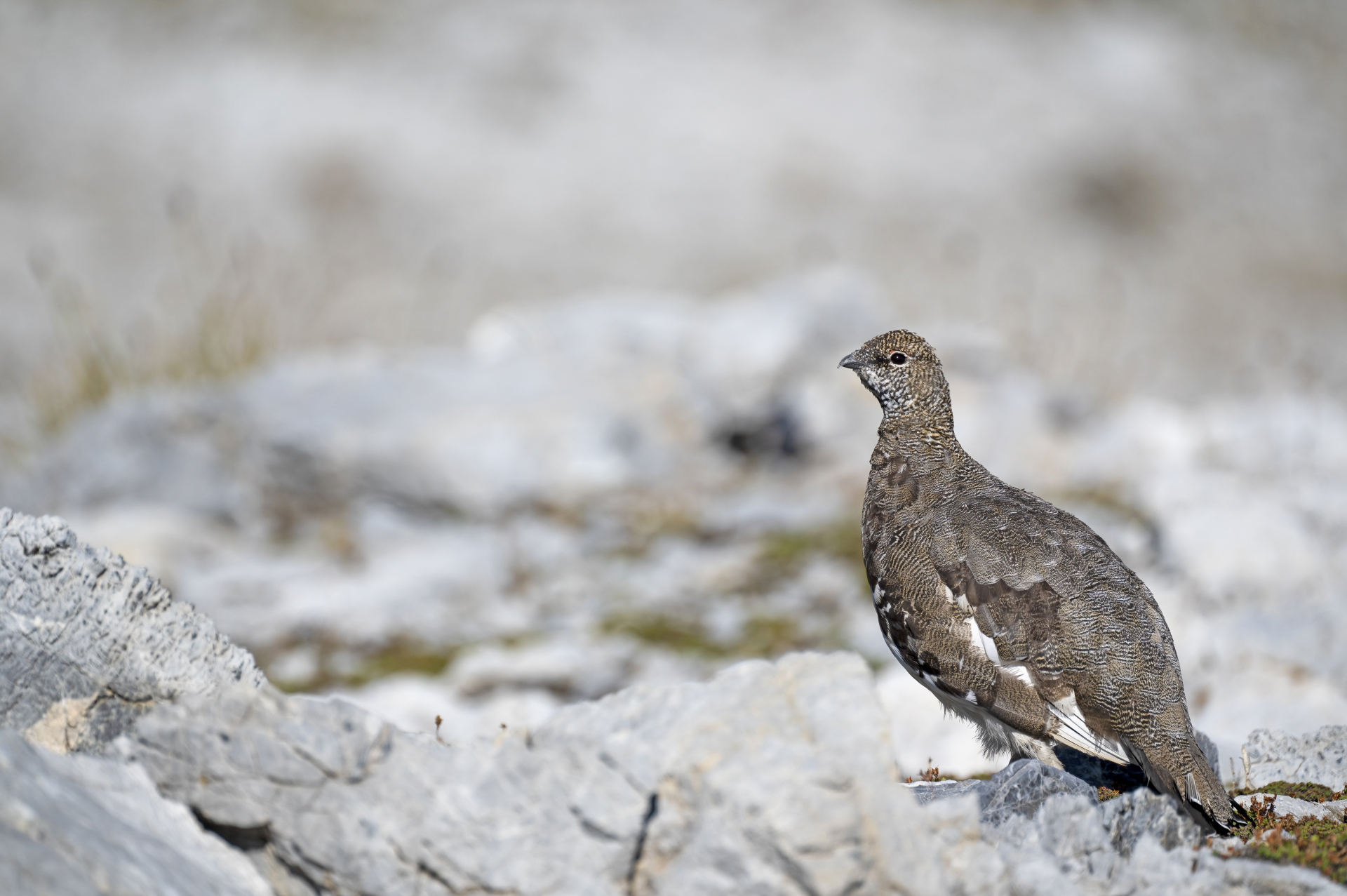 Ptarmigan