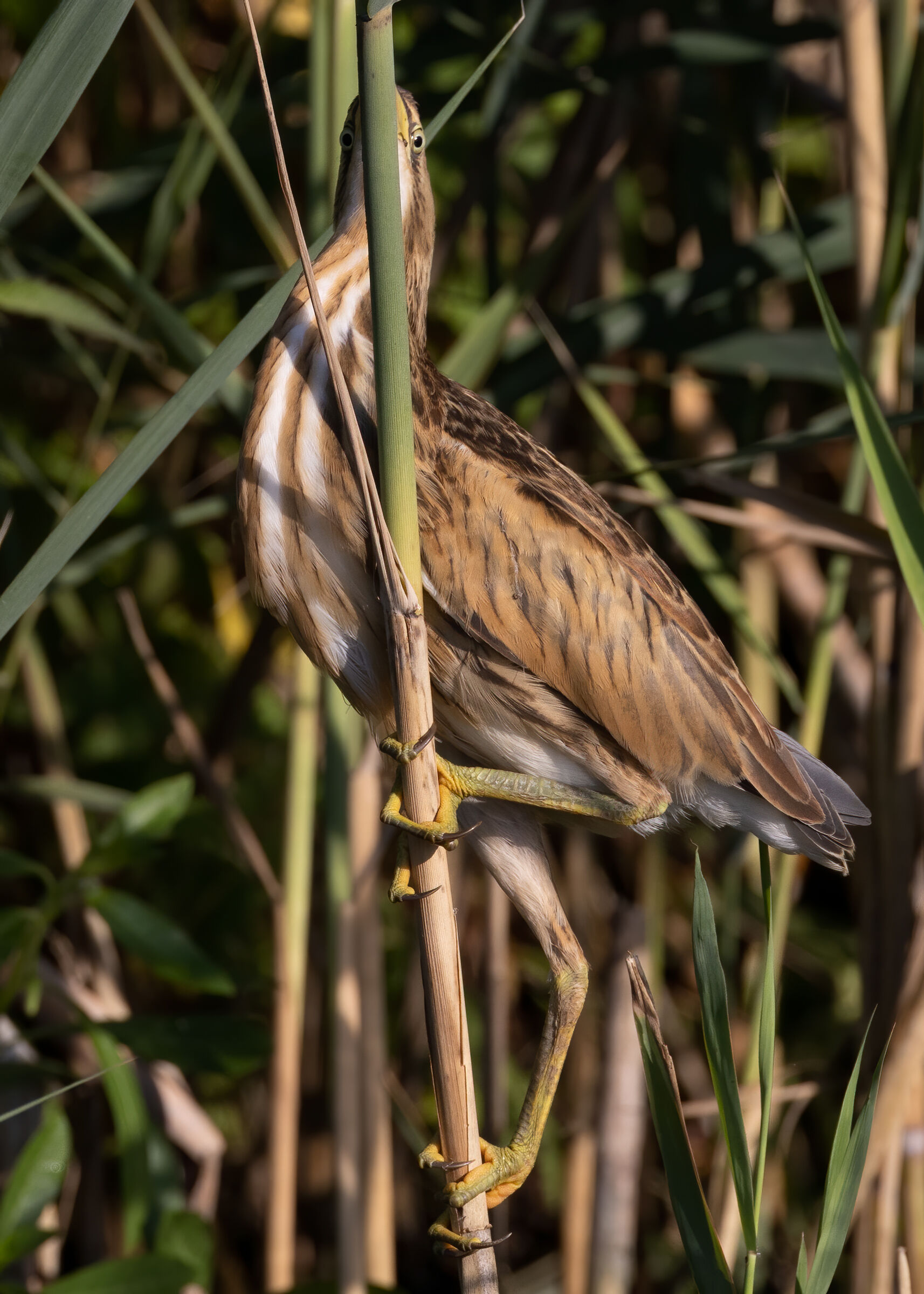 Tarabusino (Ixobrychus minutus)