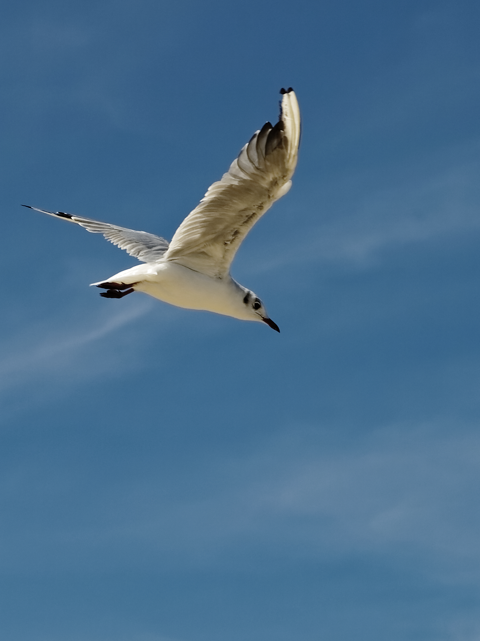 Seagull in flight 2