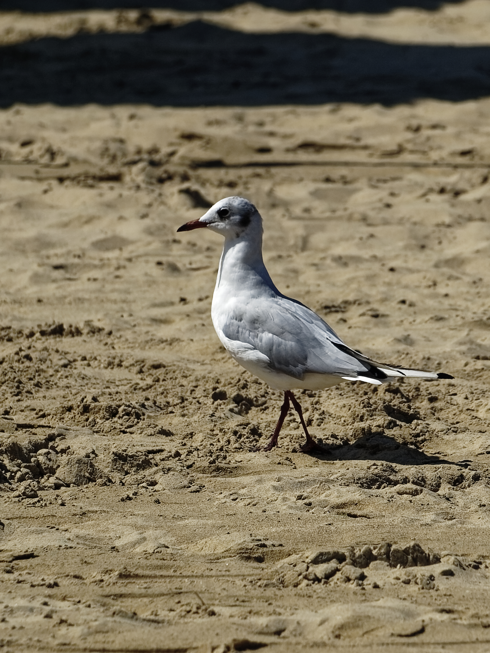 Seagull 3