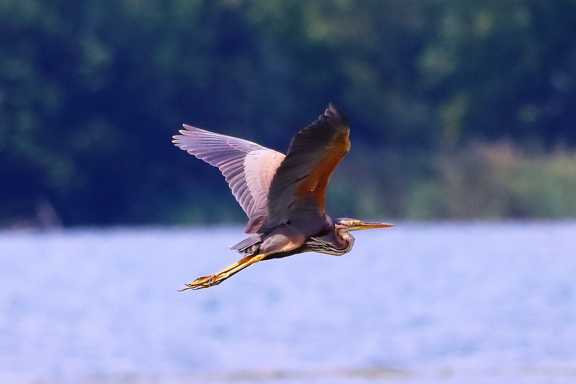 Airone  rosso agosto 2022