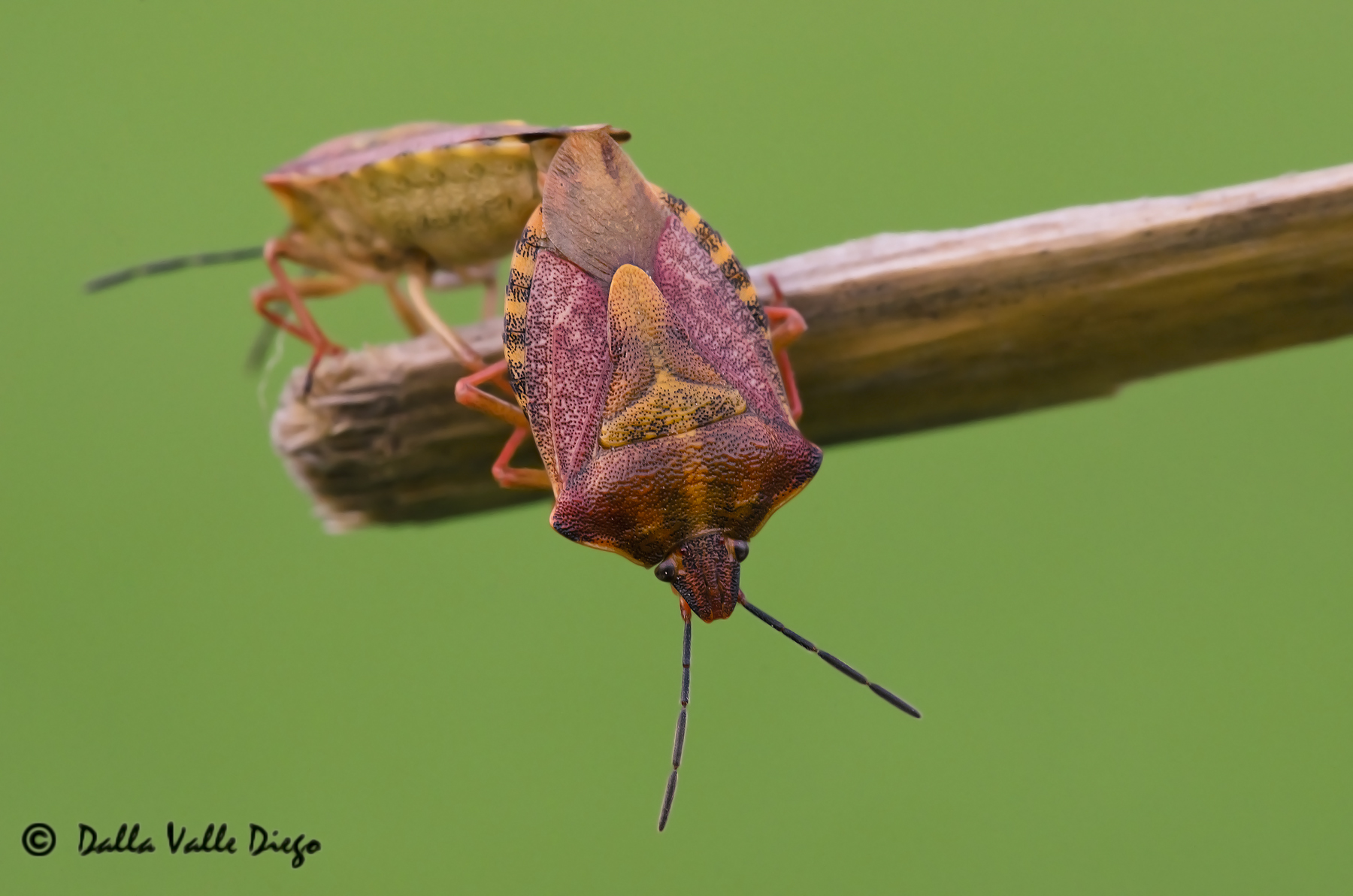 Basta! Adesso mi butto!