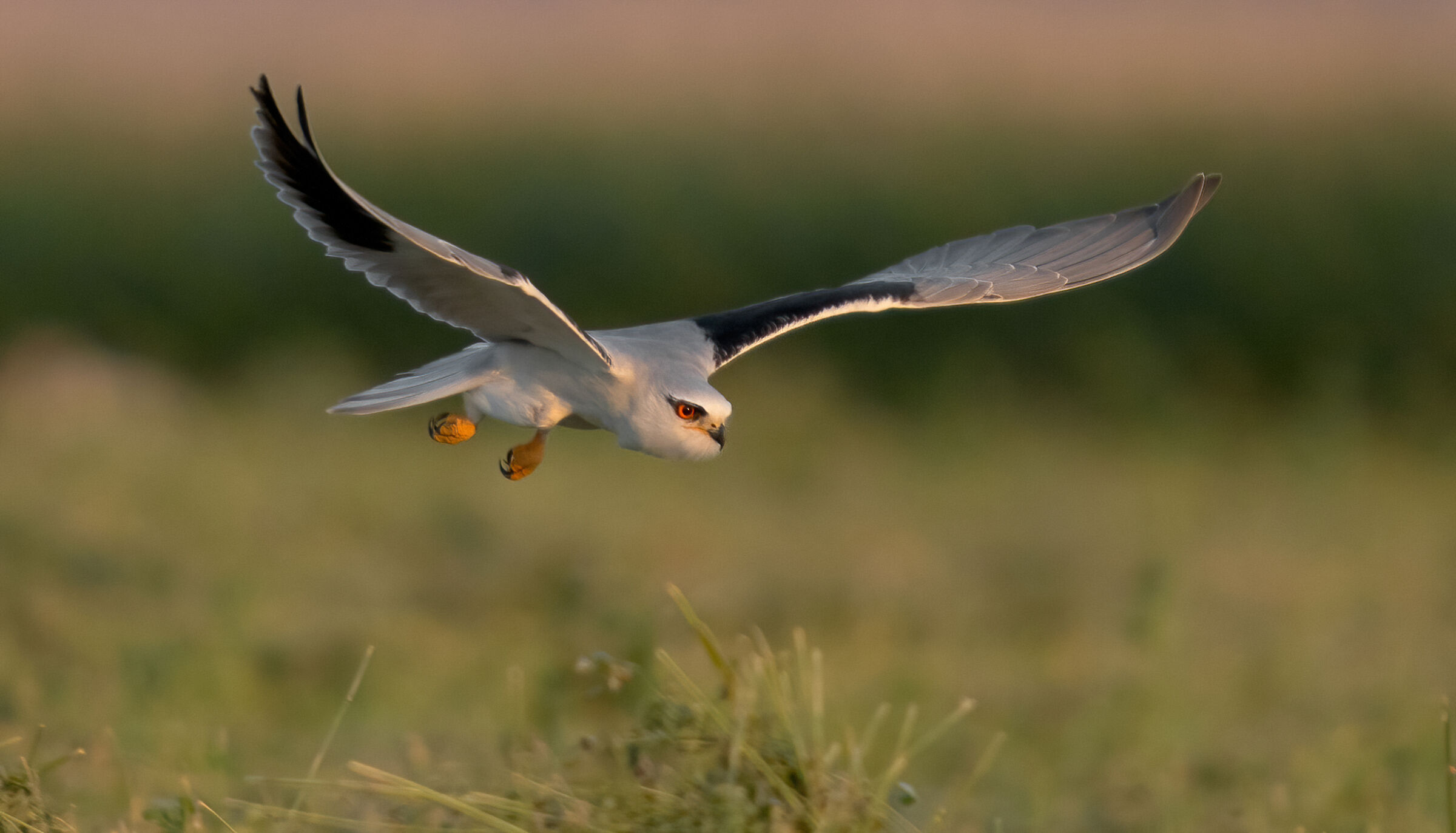 aquilone dalle spalle nere