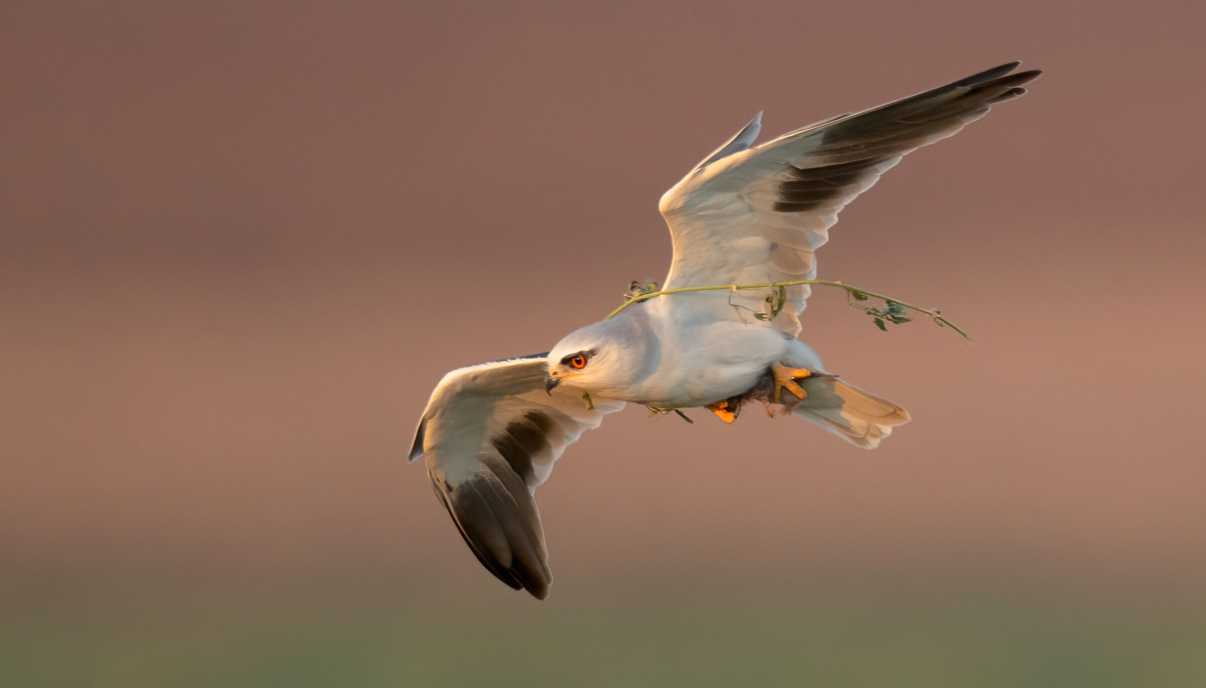 black shouldered kite-with a vole