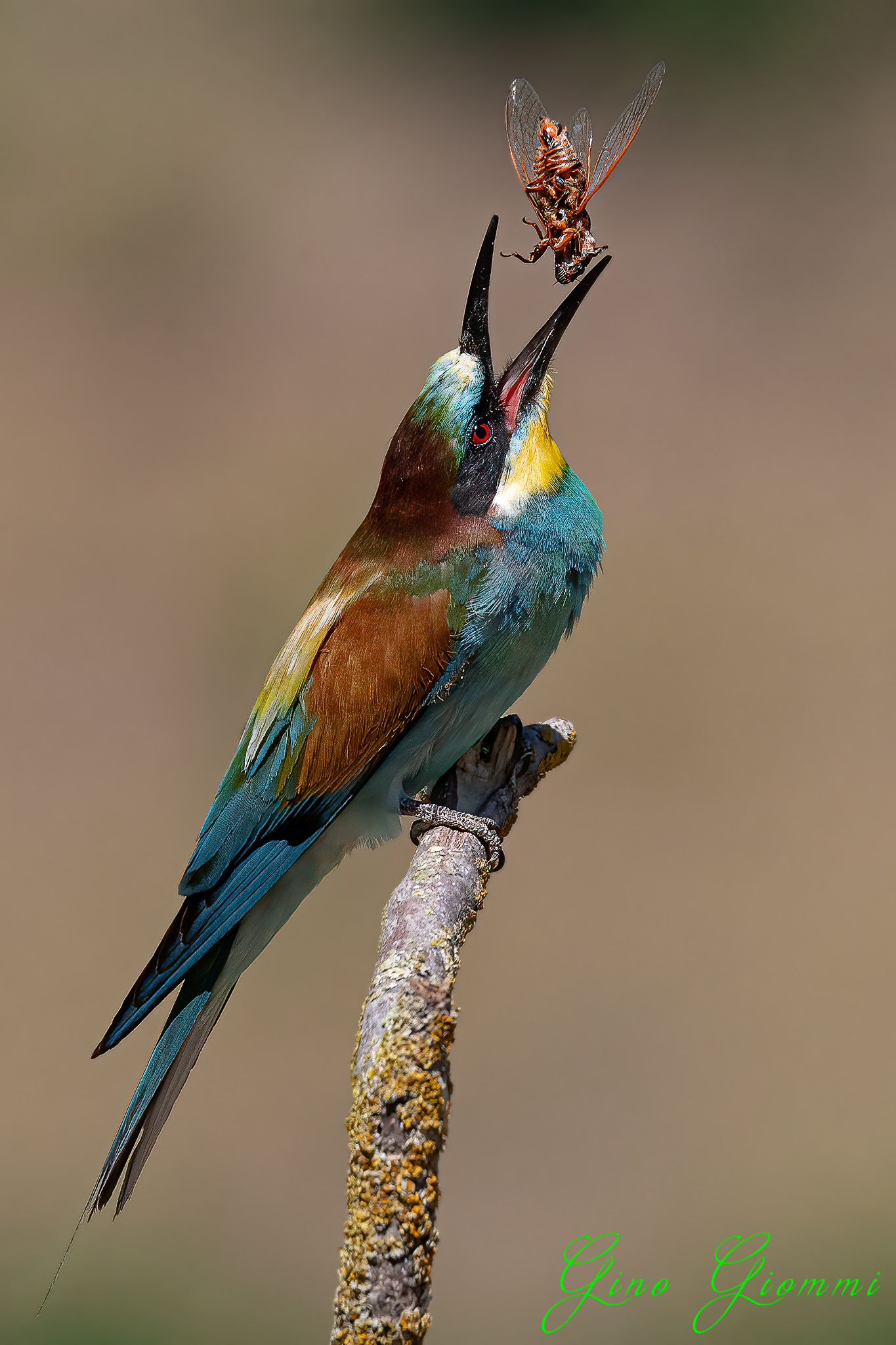 Bee-eater