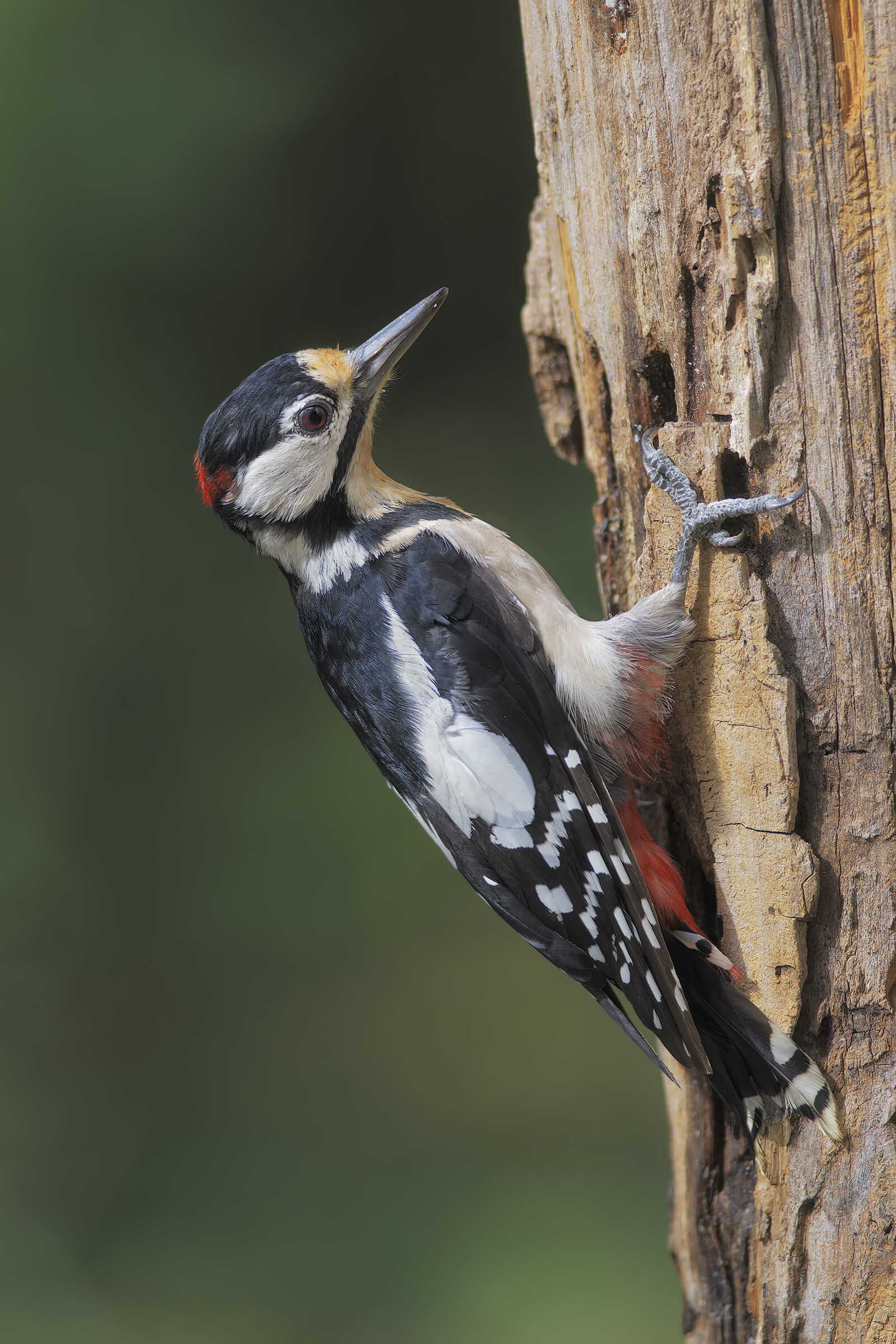 Picchio rosso maggiore