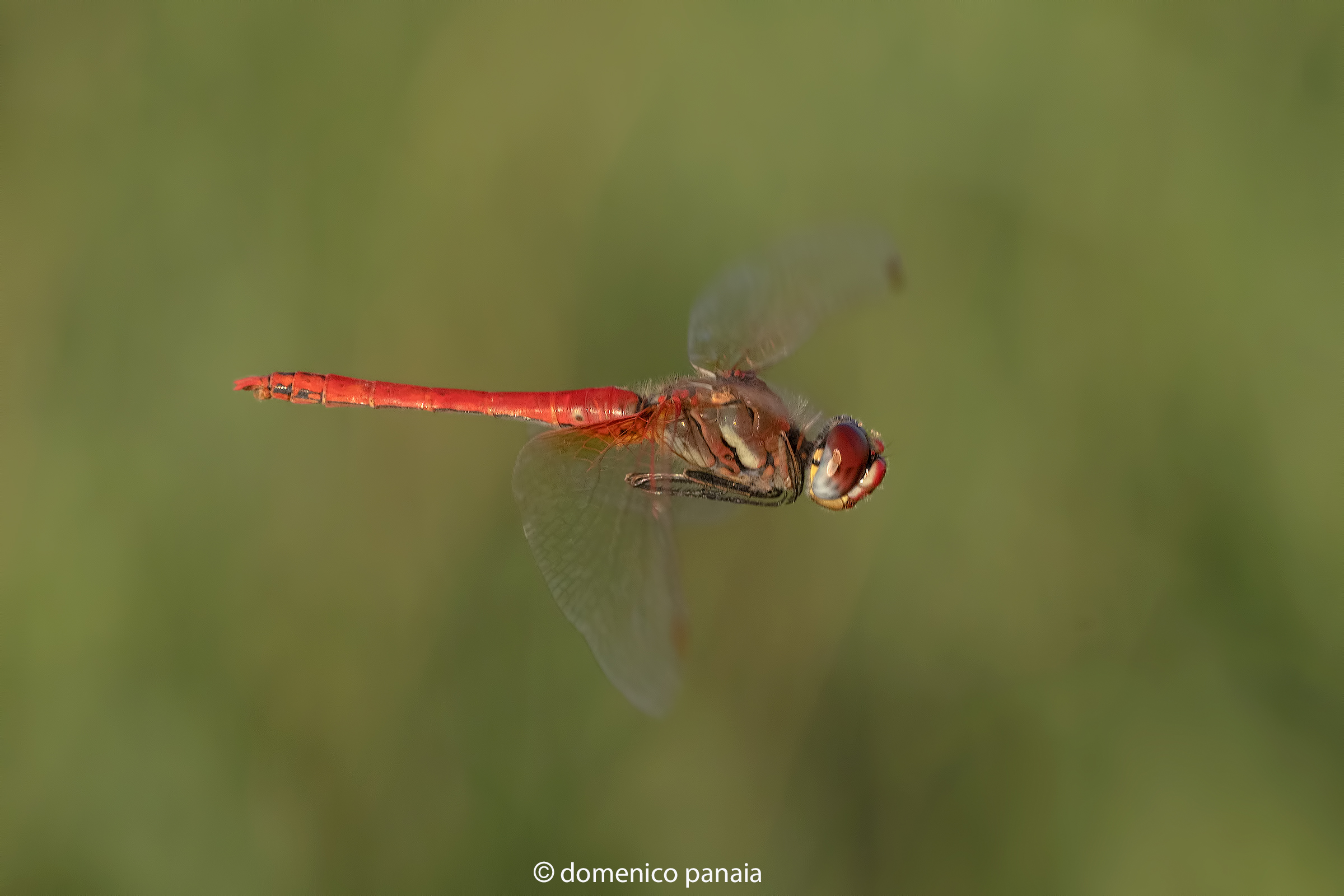 sympetrum fonscolombii maschio