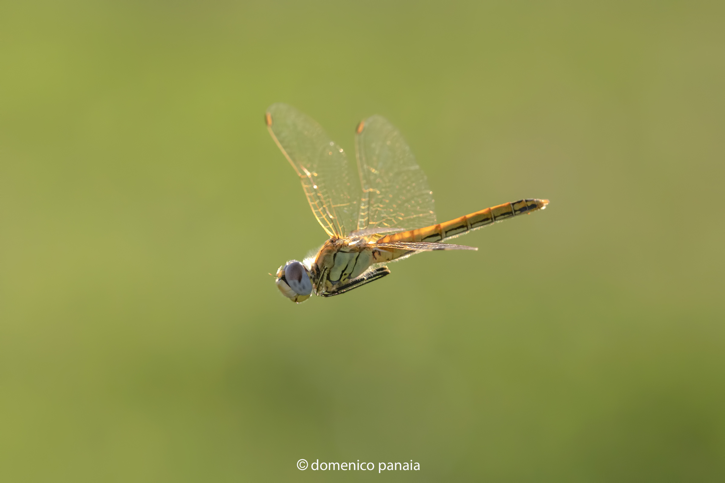 sympetrum fonscolombii femmina