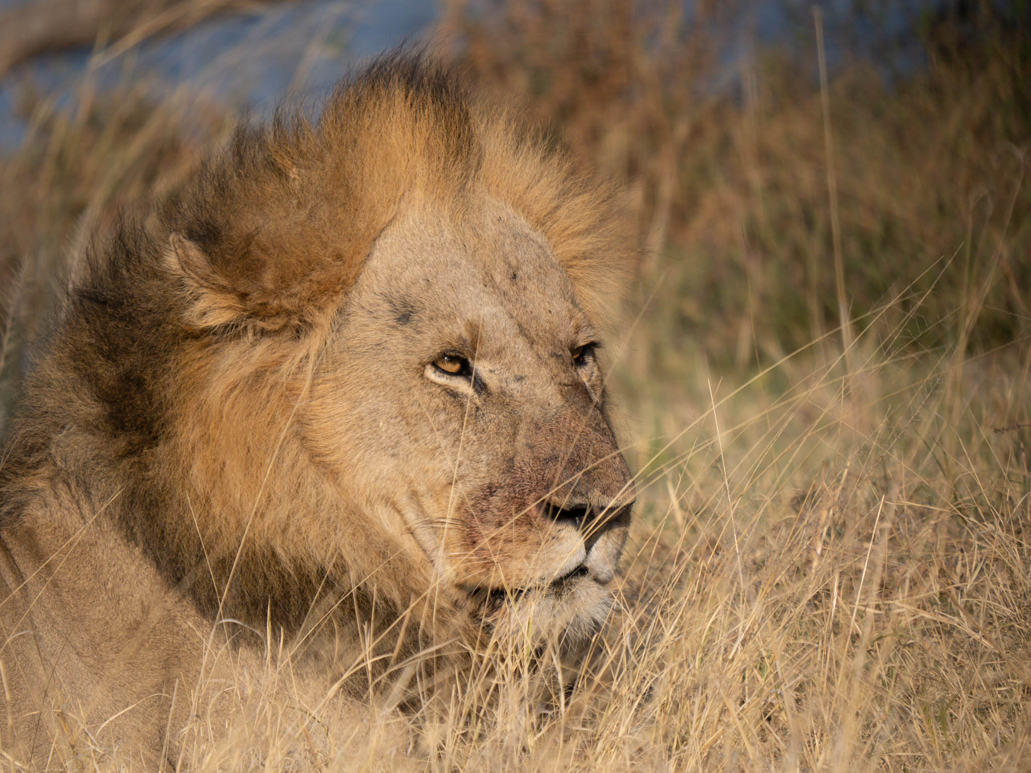 Lion