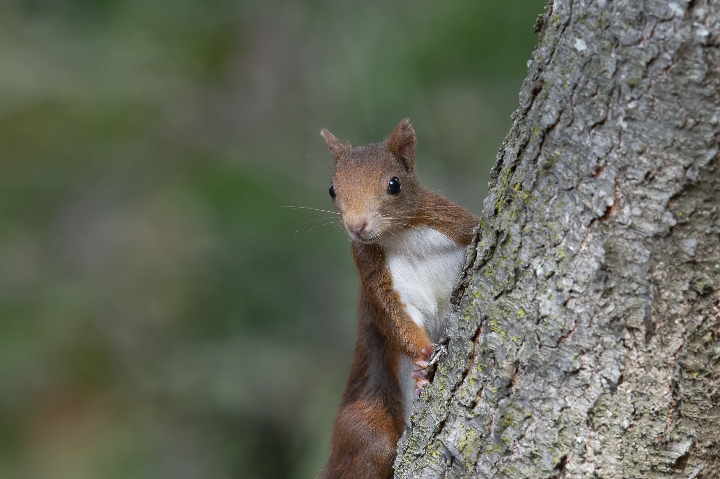 Common squirrel (Sciurus vulgaris)
