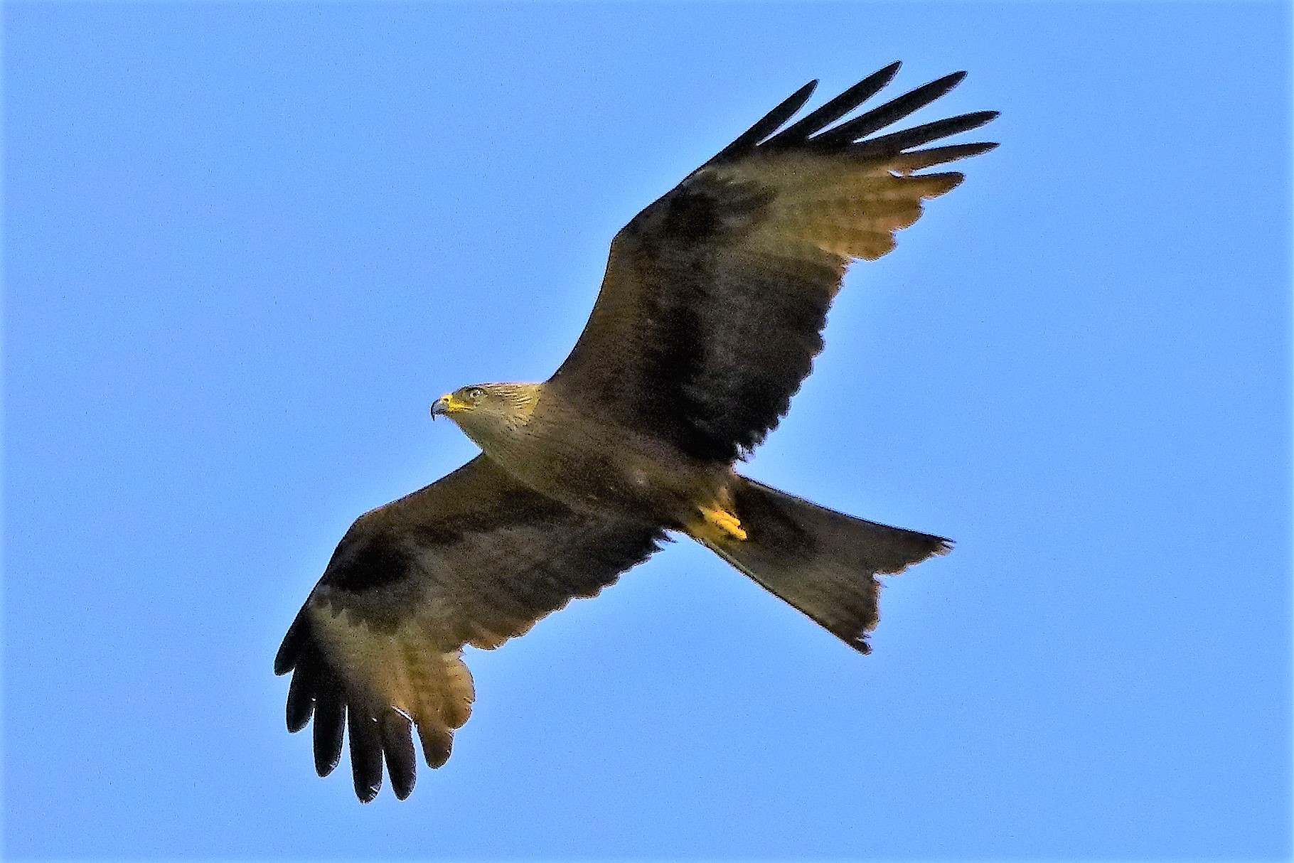 nibbio bruno 21-06-2022