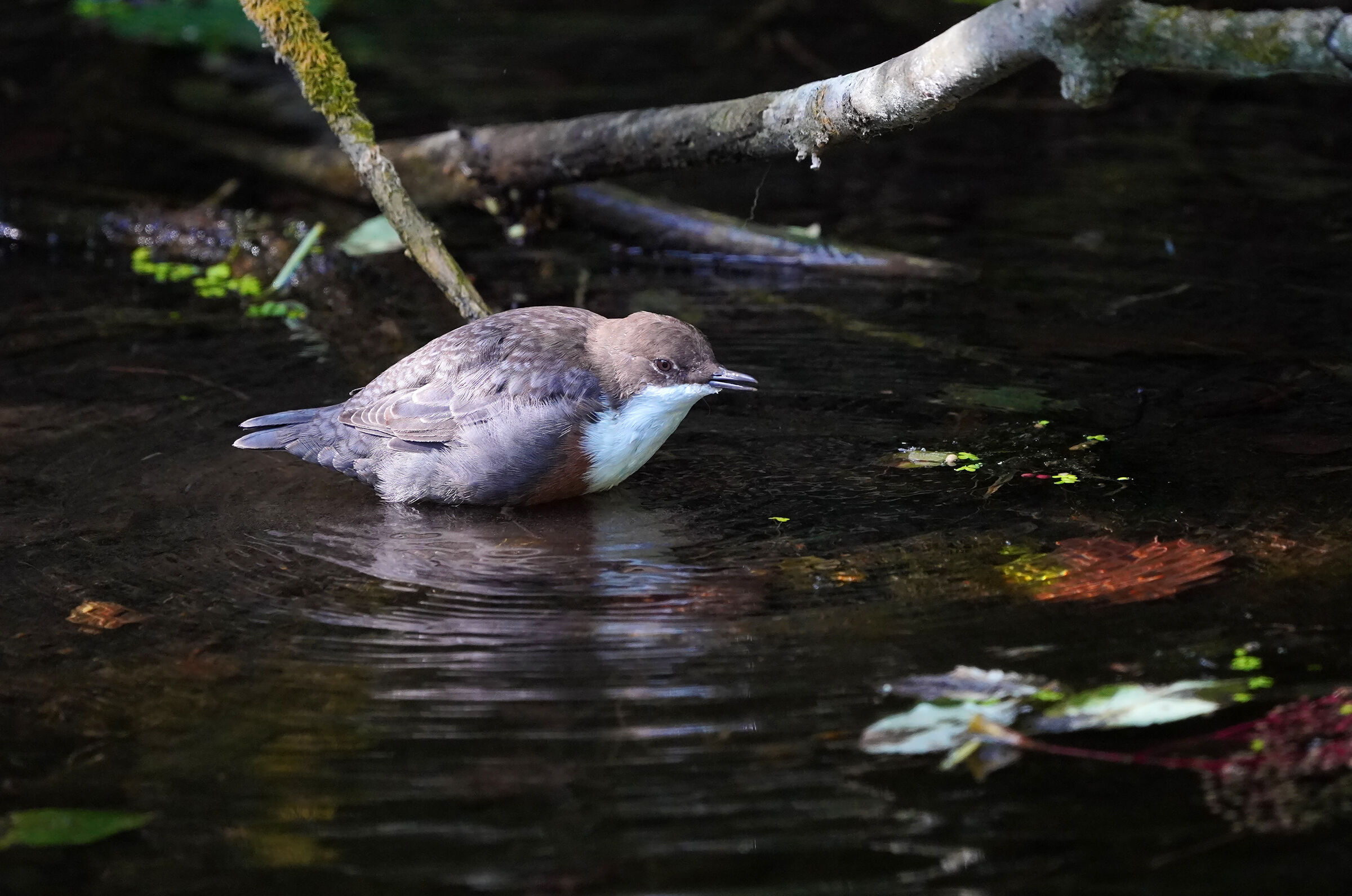 Al sole....di sfuggita
