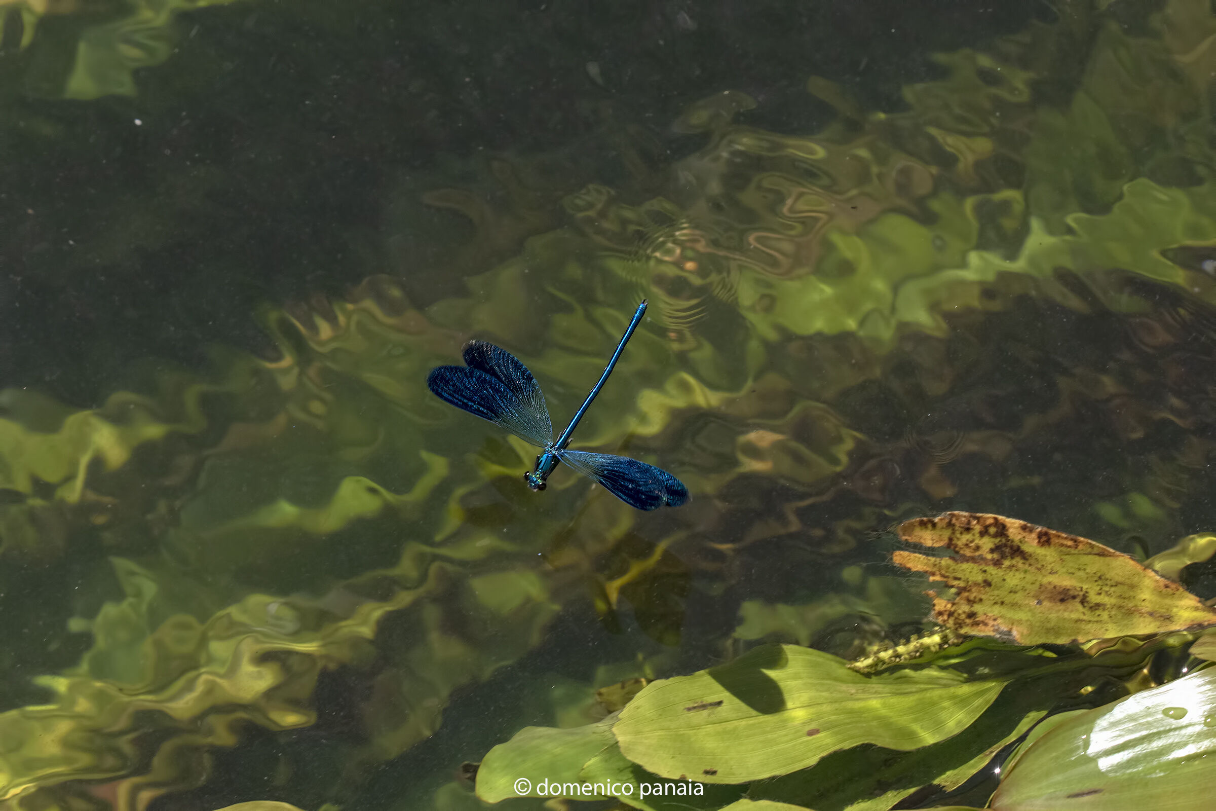 calopteryx splendens maschio