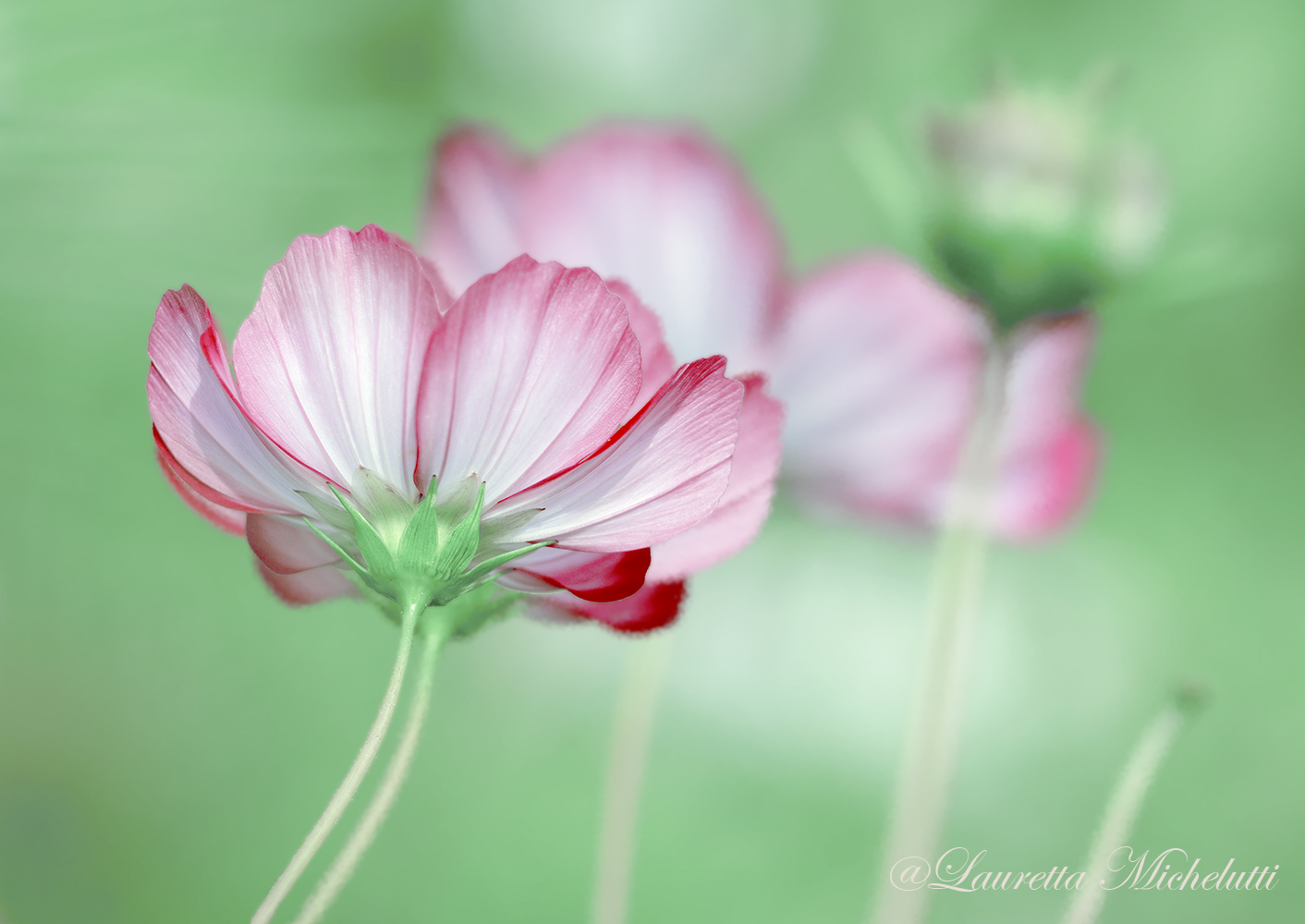 the flower