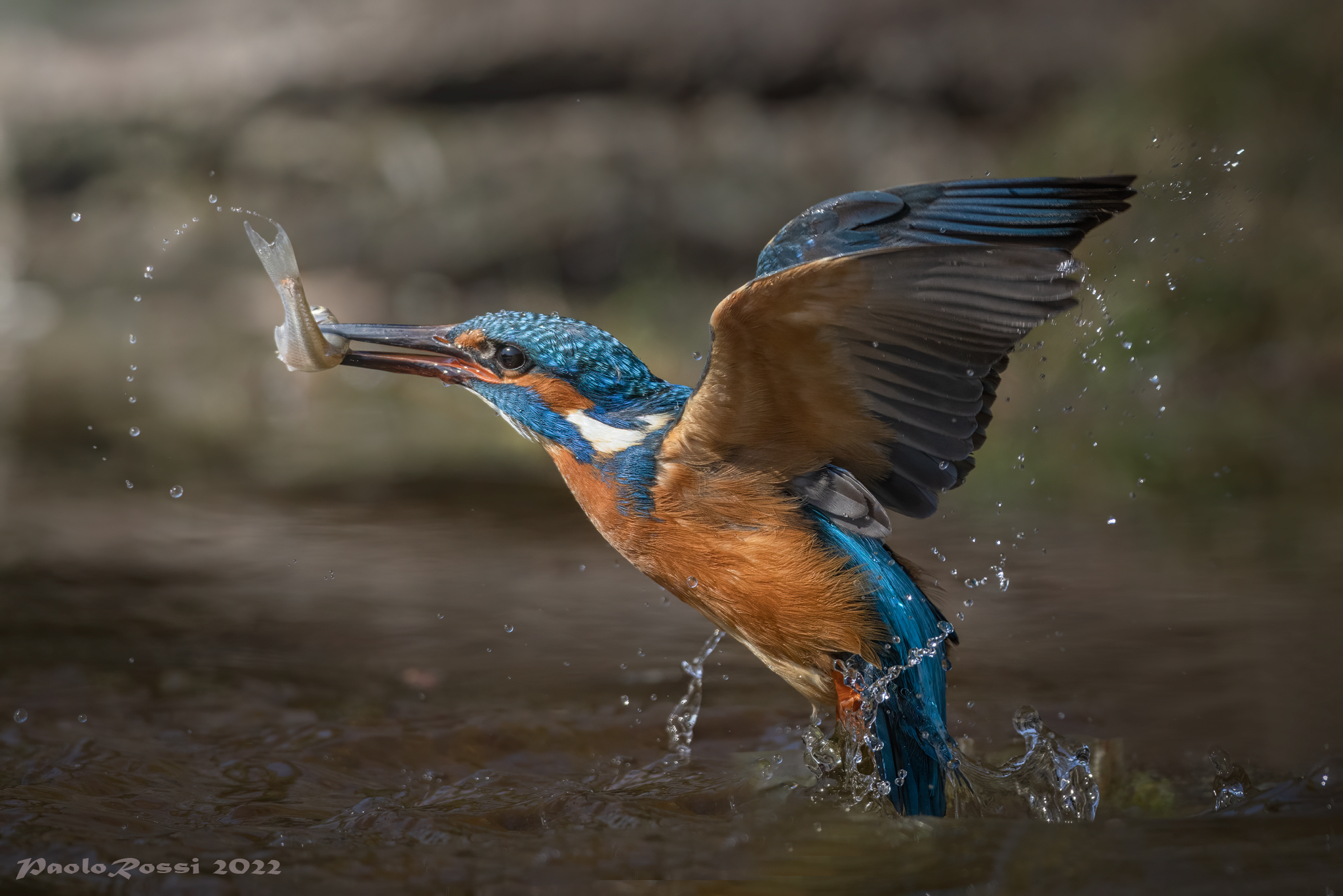 Kingfisher...
