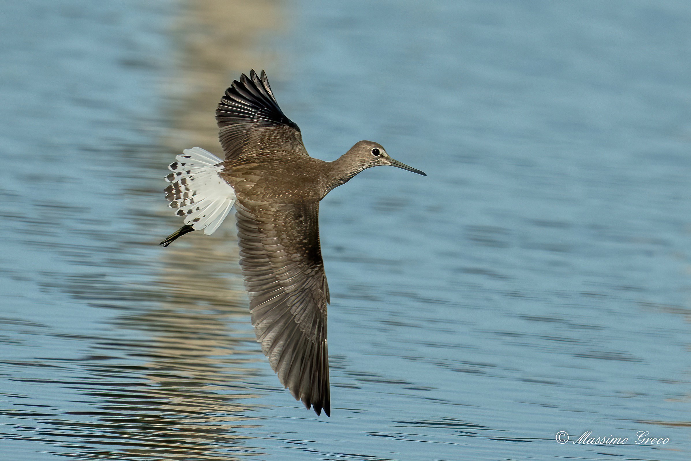 Pyro-pyro culbianco (Tringa ochropus)
