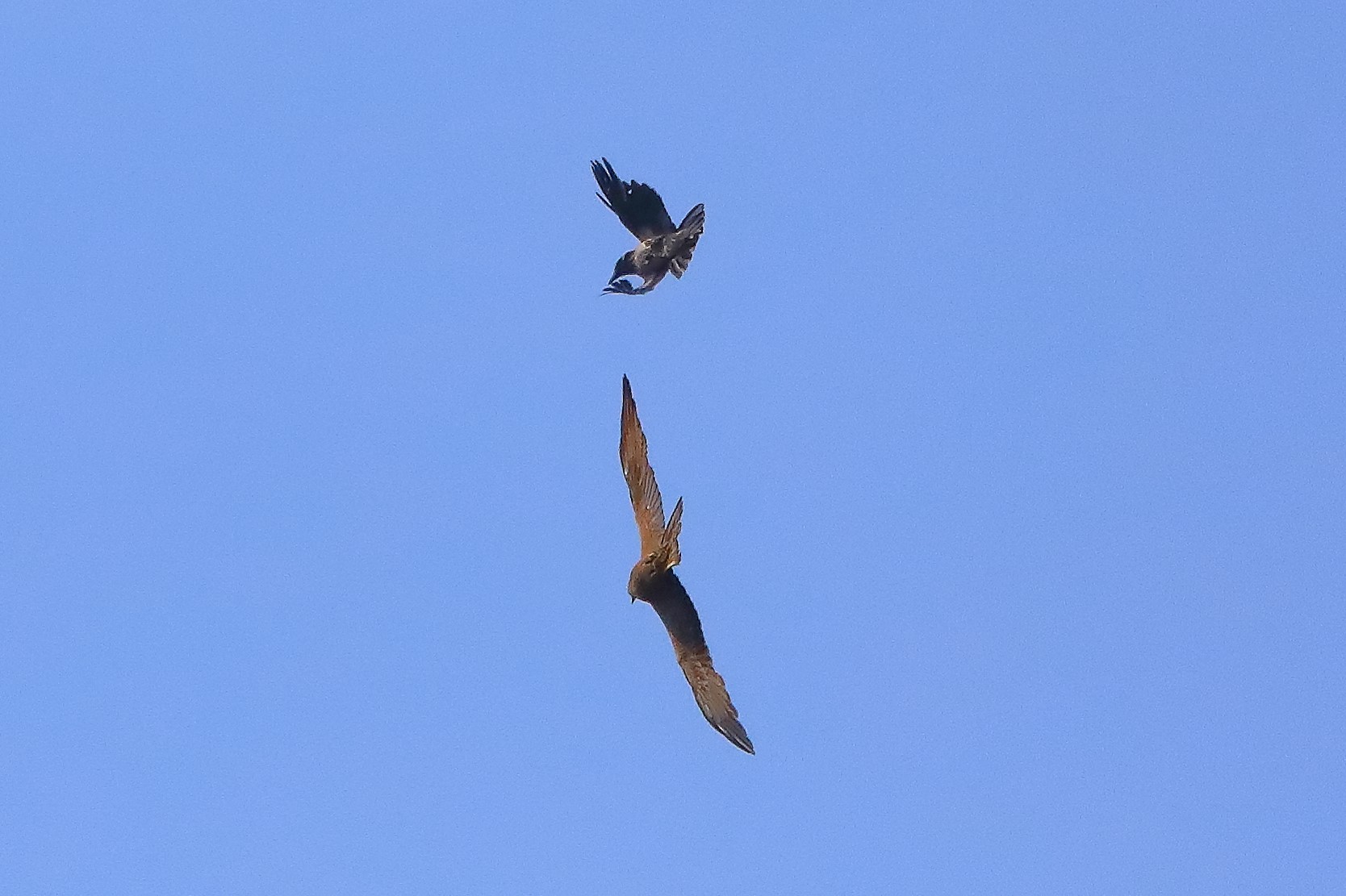 Nibbio bruno 27-06-2022