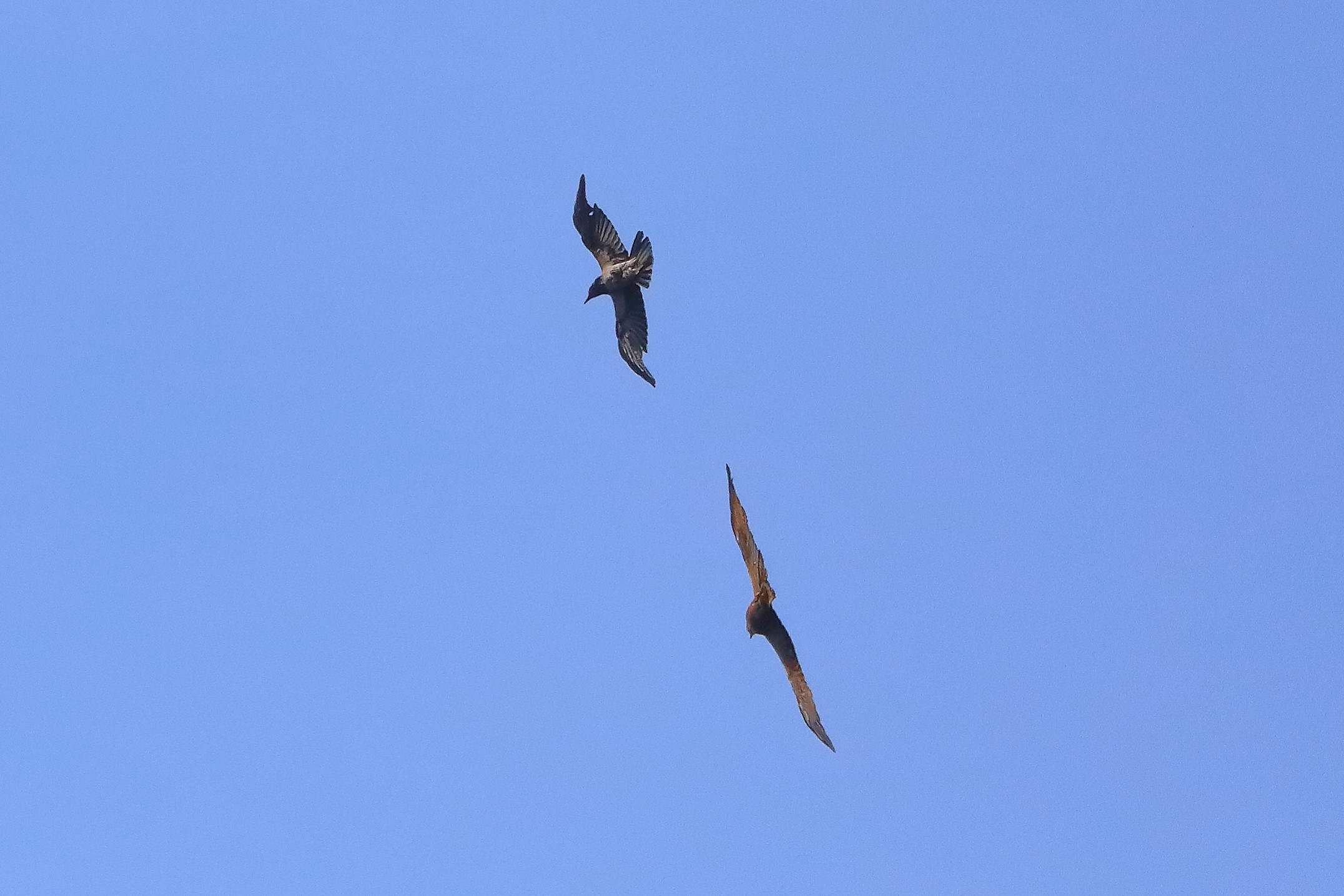 Nibbio bruno 27-06-2022