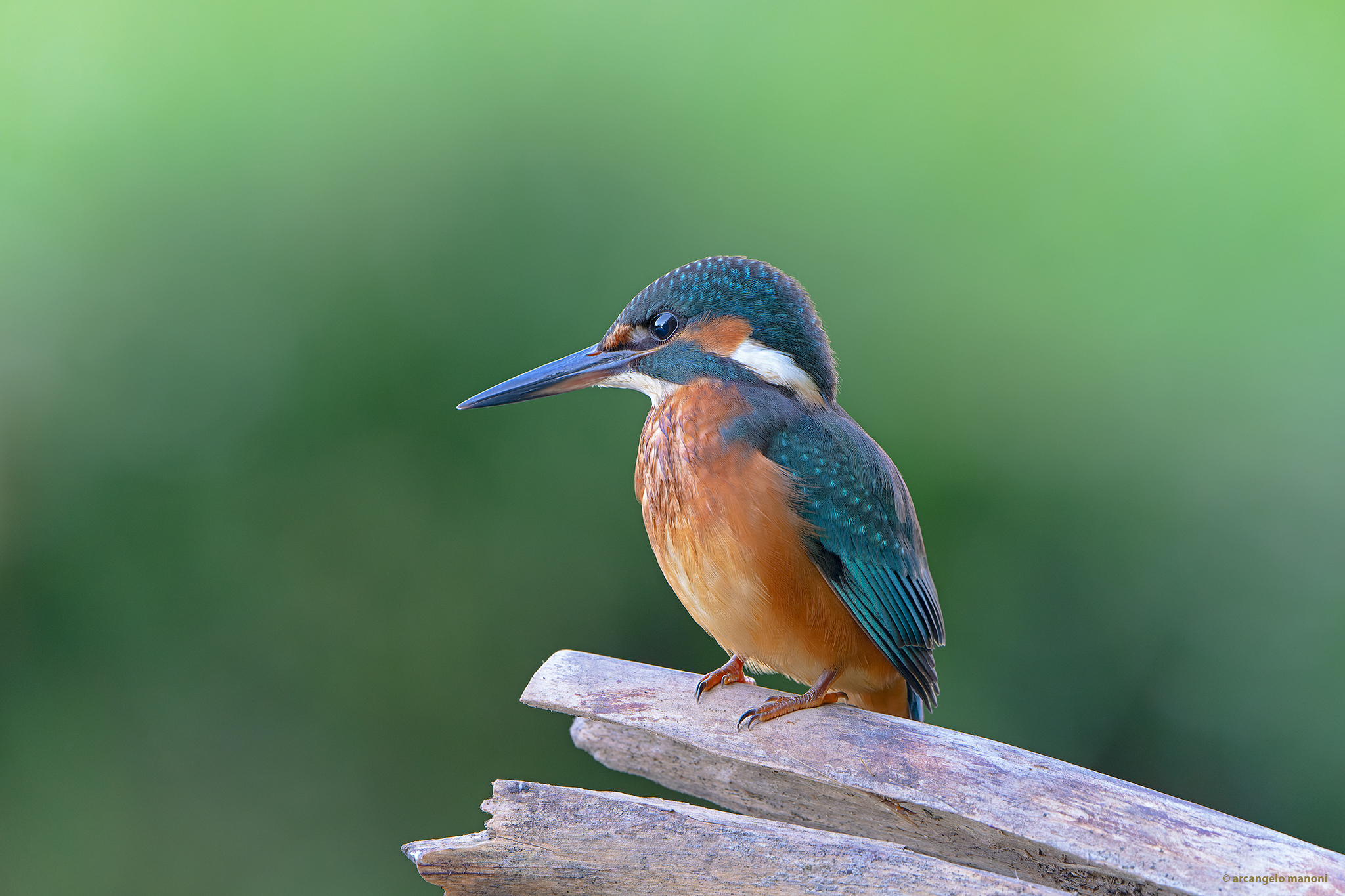Alcedo atthis