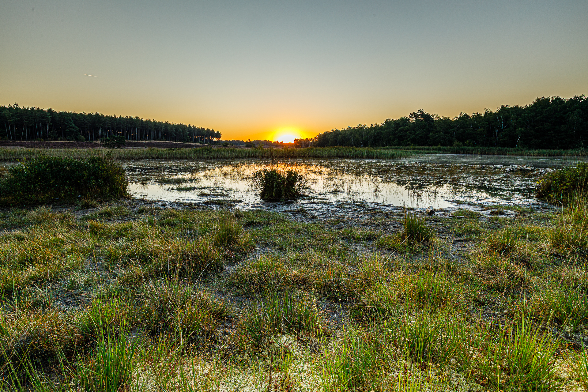 Alba sopra la palude
