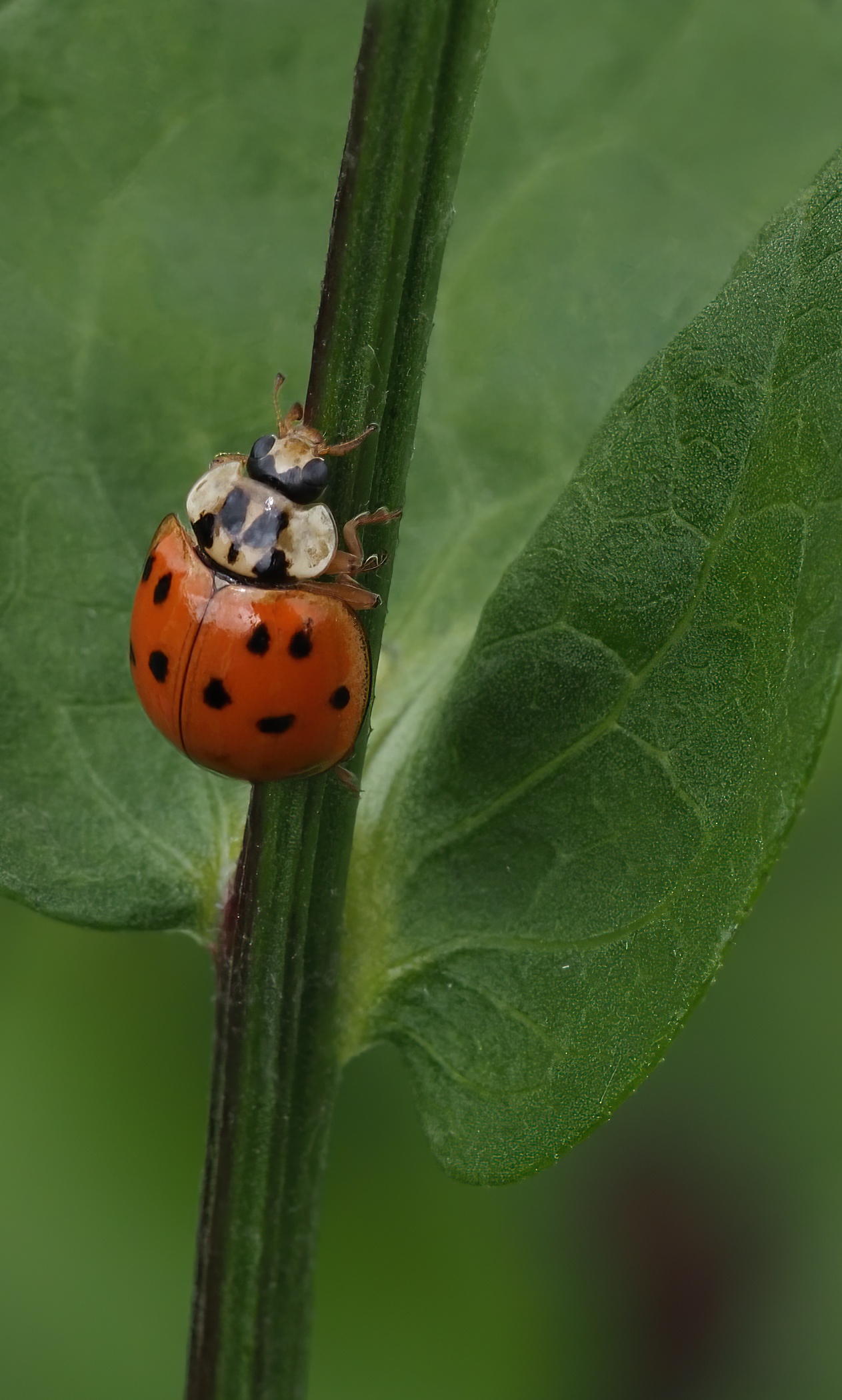 Coccinella asiatica
