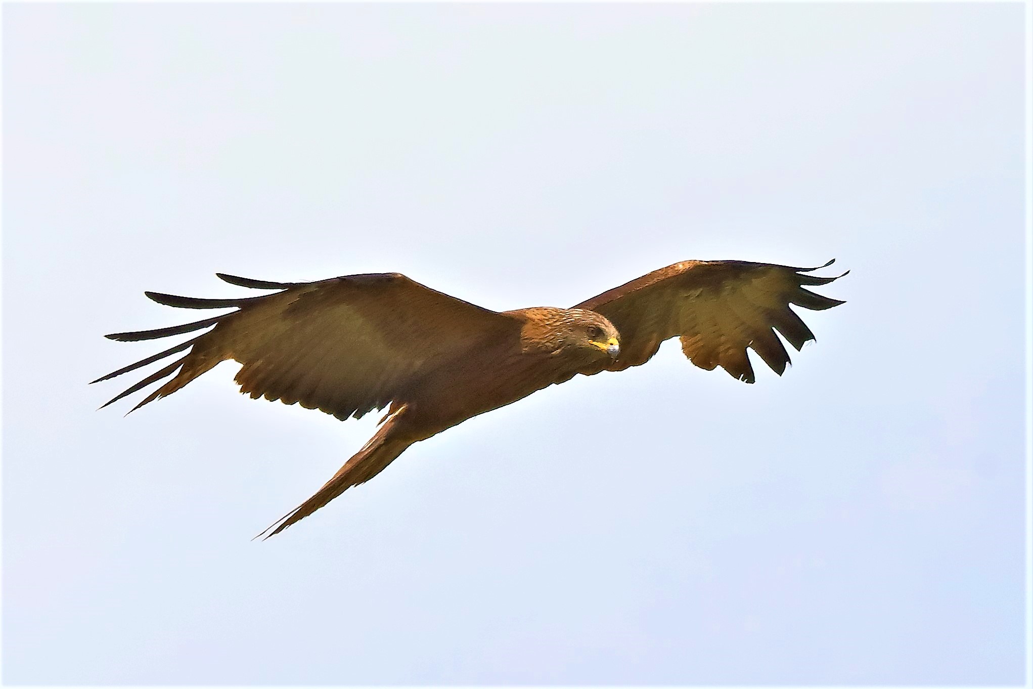 Nibbio bruno 29-06-2022