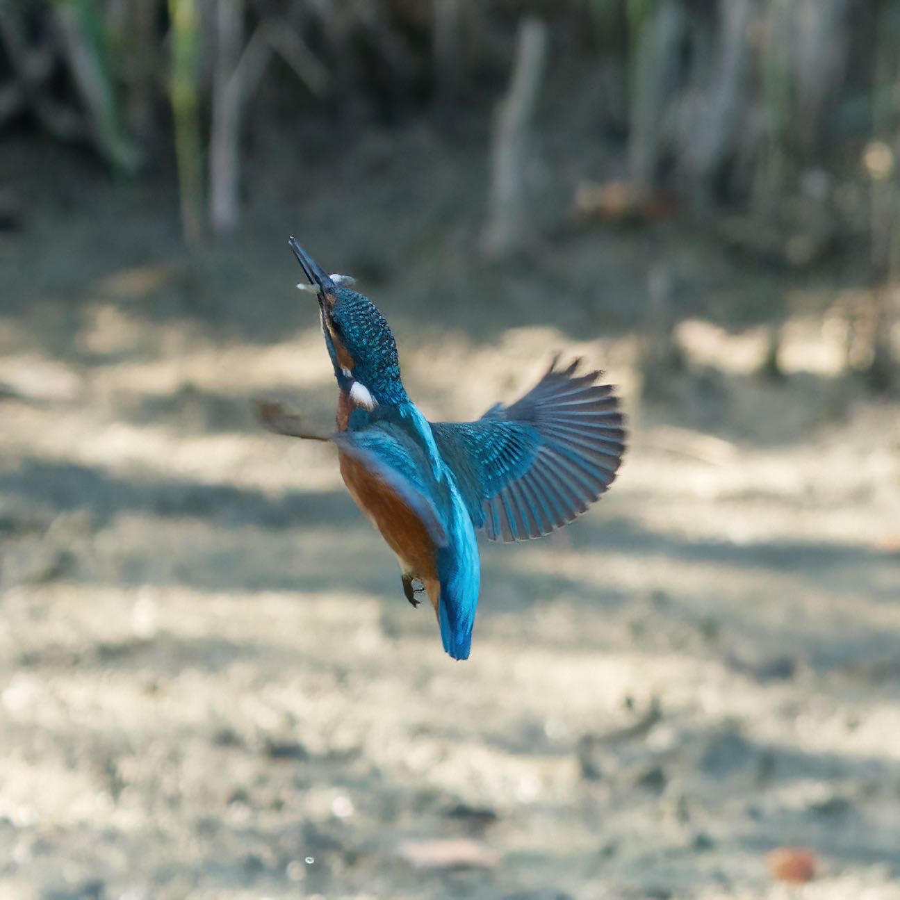Kingfisher with prey