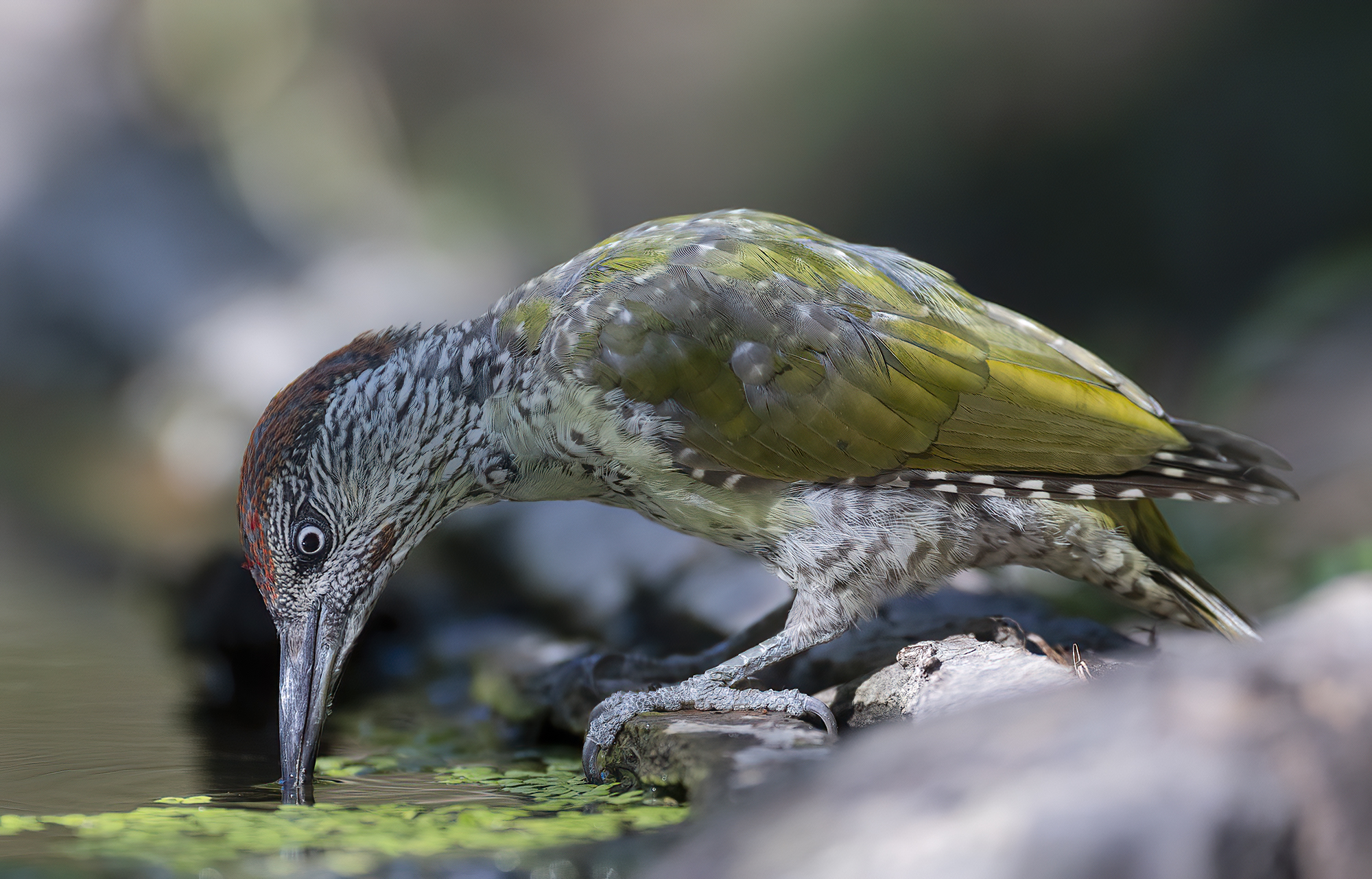 bere concentrati, picchio verde (giovane)