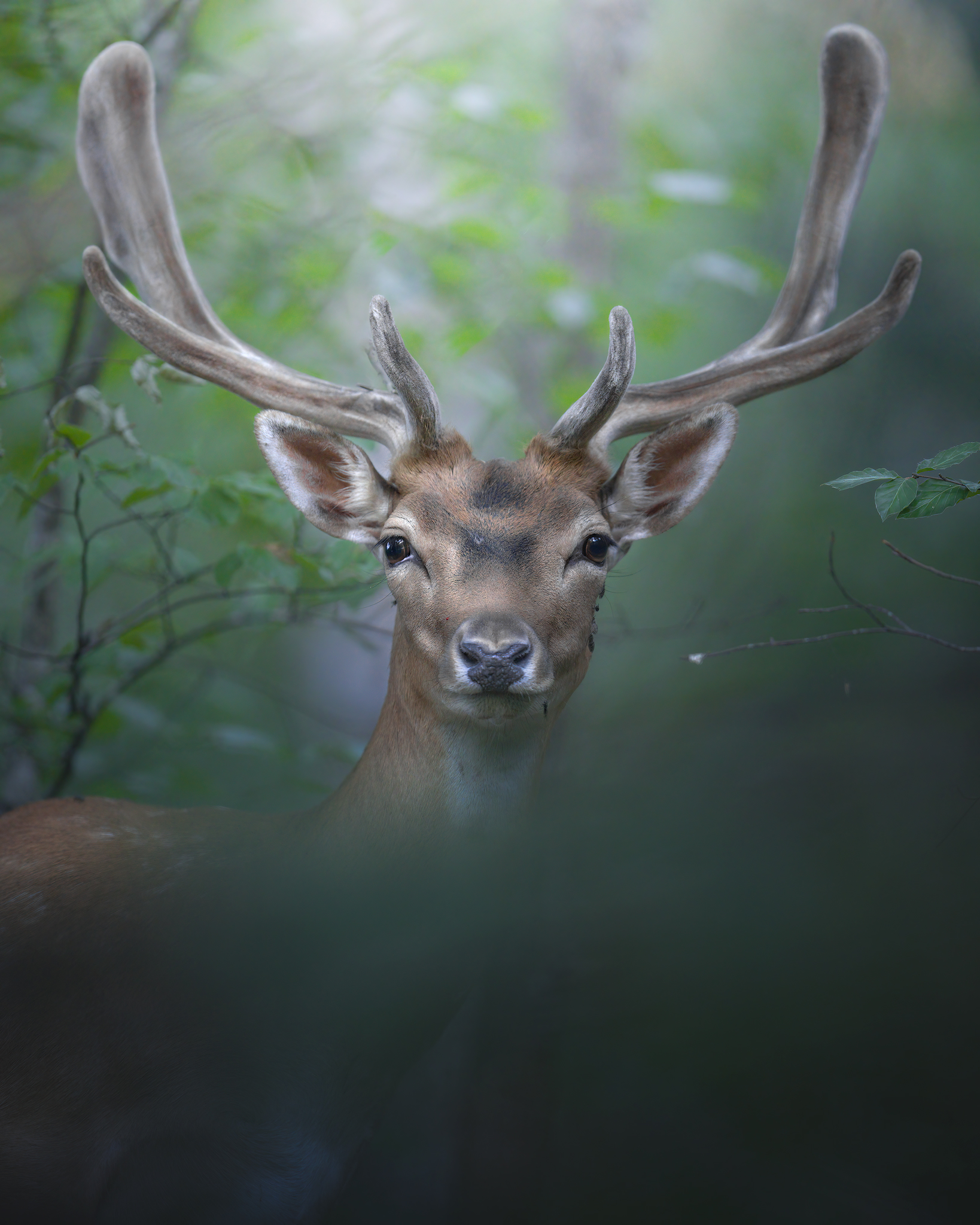 Un daino piuttosto curioso