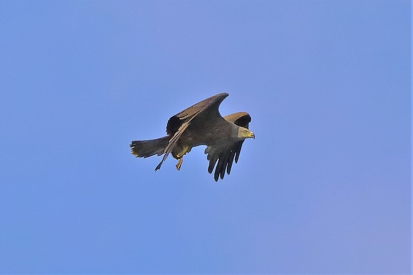 Nibbio bruno 06-06-2022