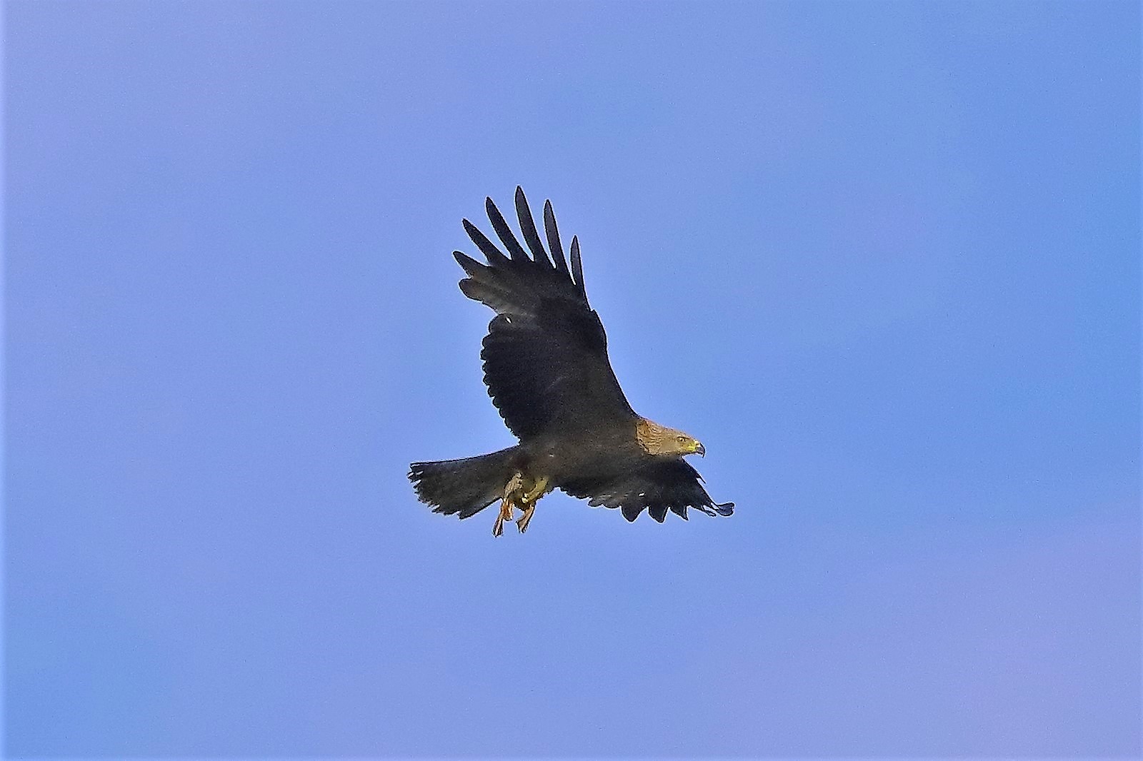 Nibbio bruno 06-06-2022