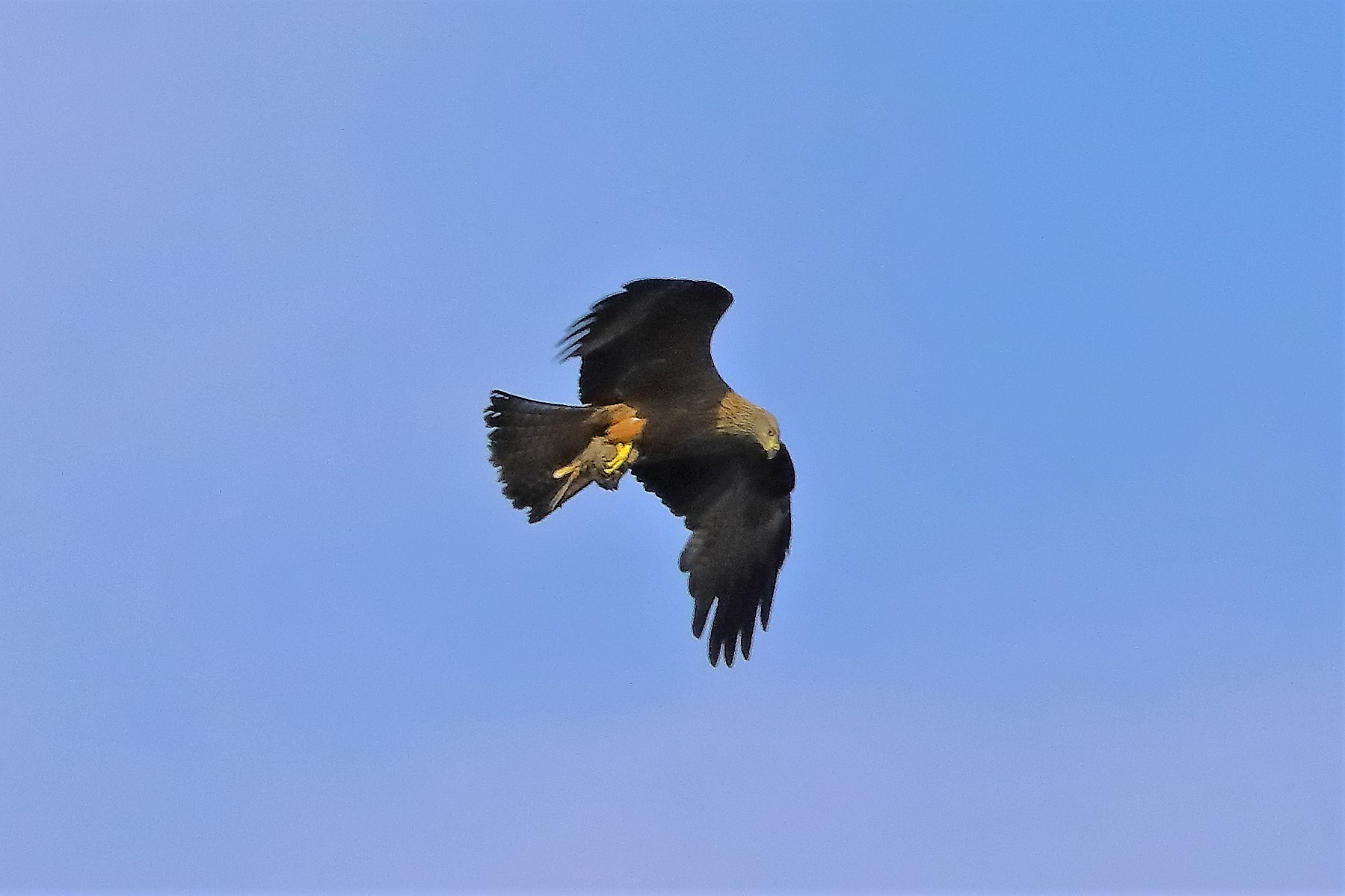 Nibbio bruno 06-06-2022