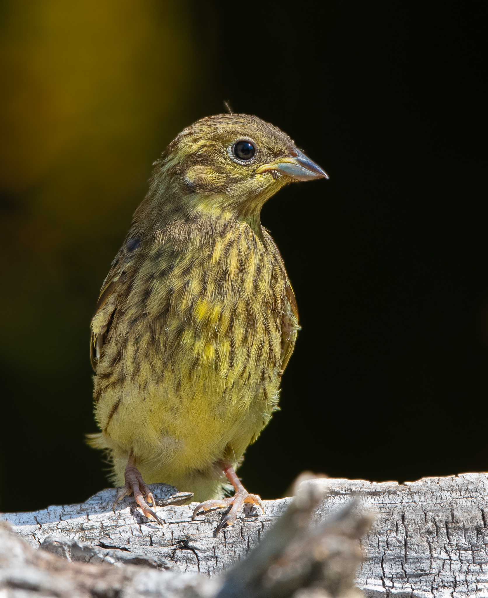 Zigolo giallo non troppo socievole ma curioso si