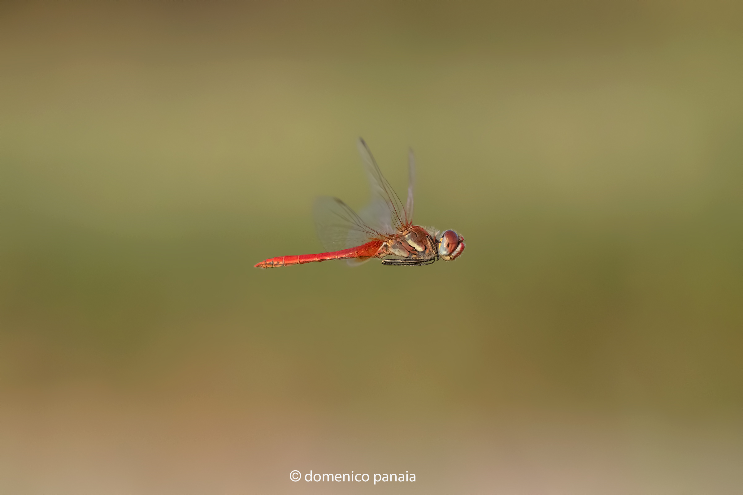sympetrum fonscolombii maschio