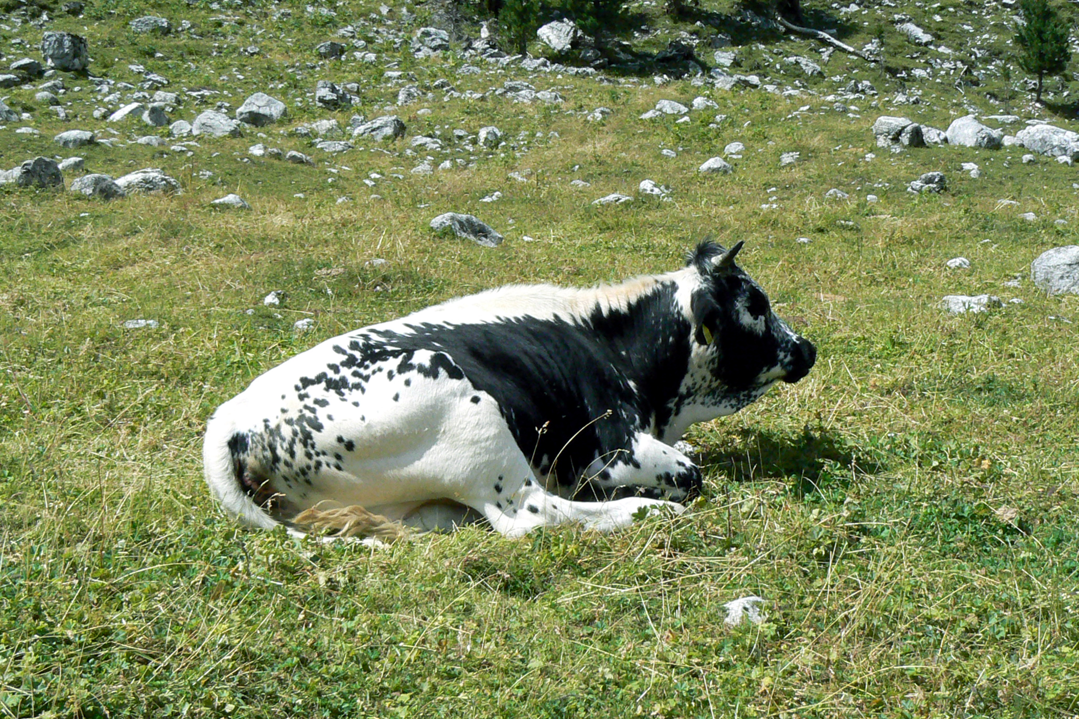 Mucca all'inchiostro di china.