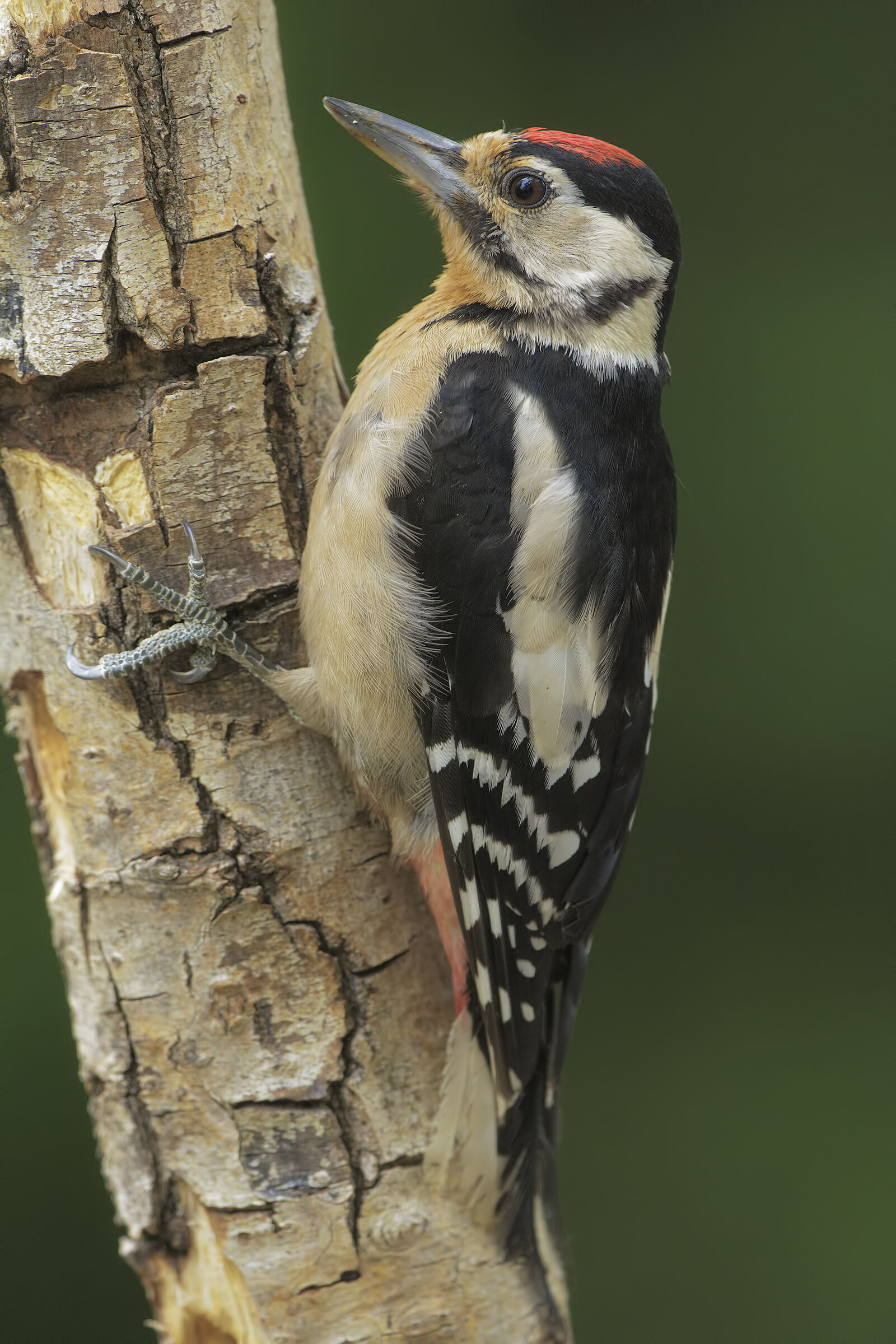 Picchio rosso maggiore