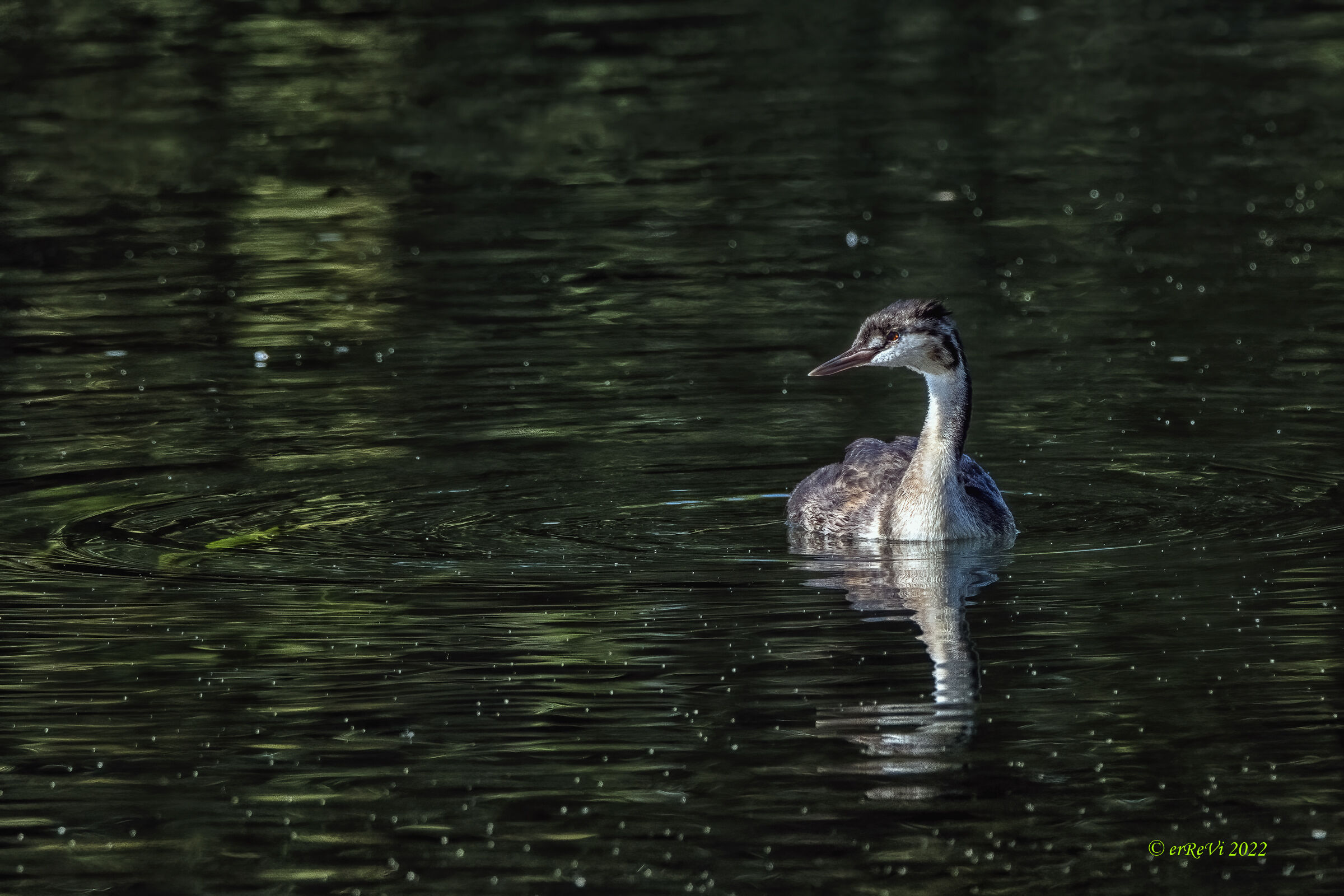 Young grebe?