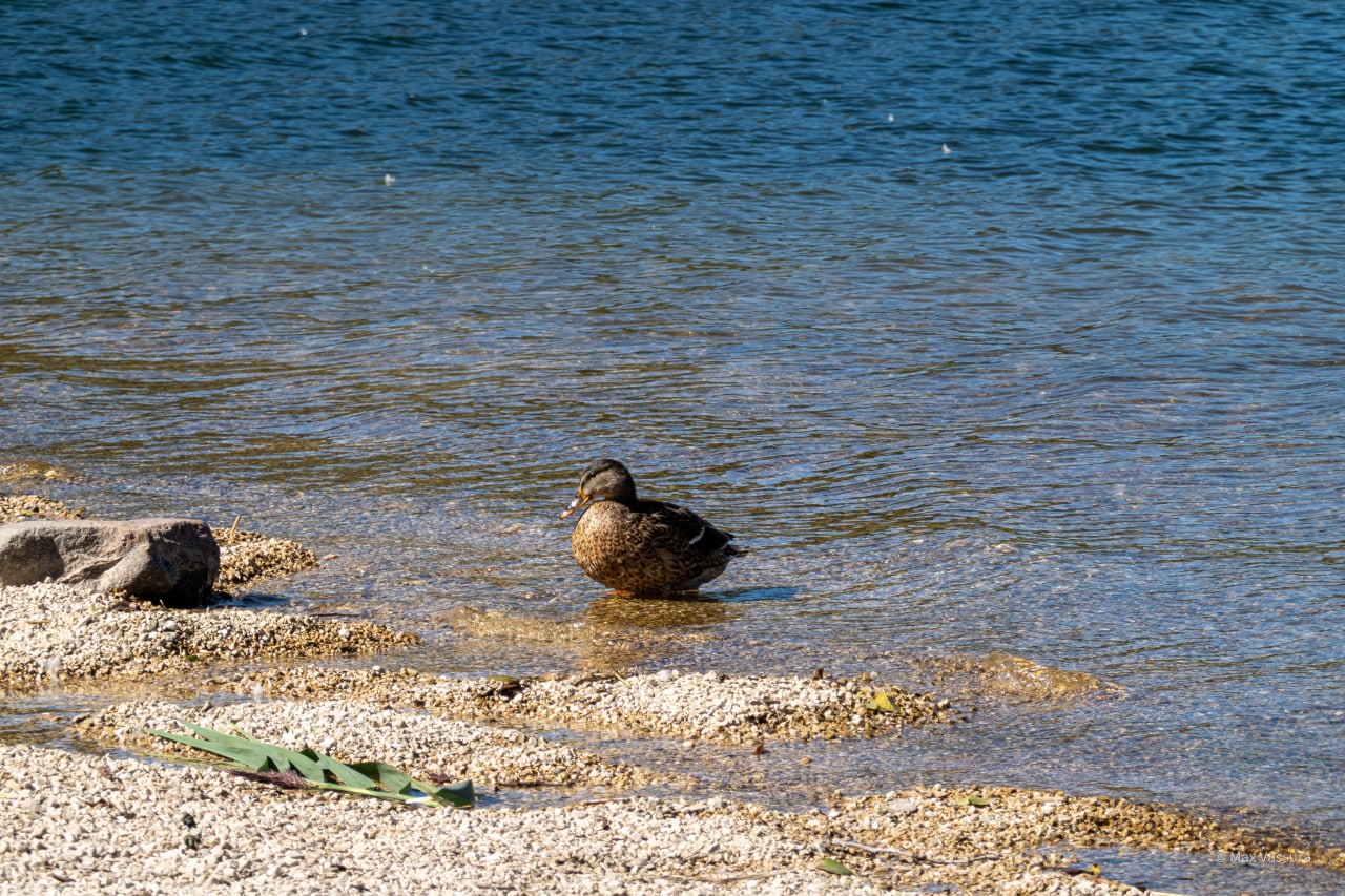 Duck at 200 mm equiv