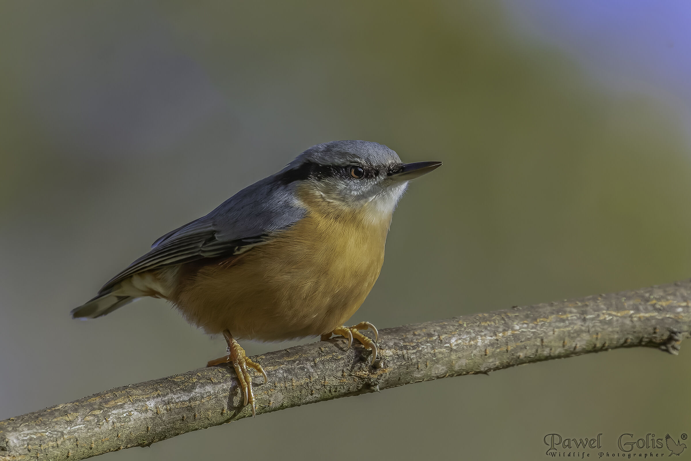 Nuthatch (Sitta europaea)