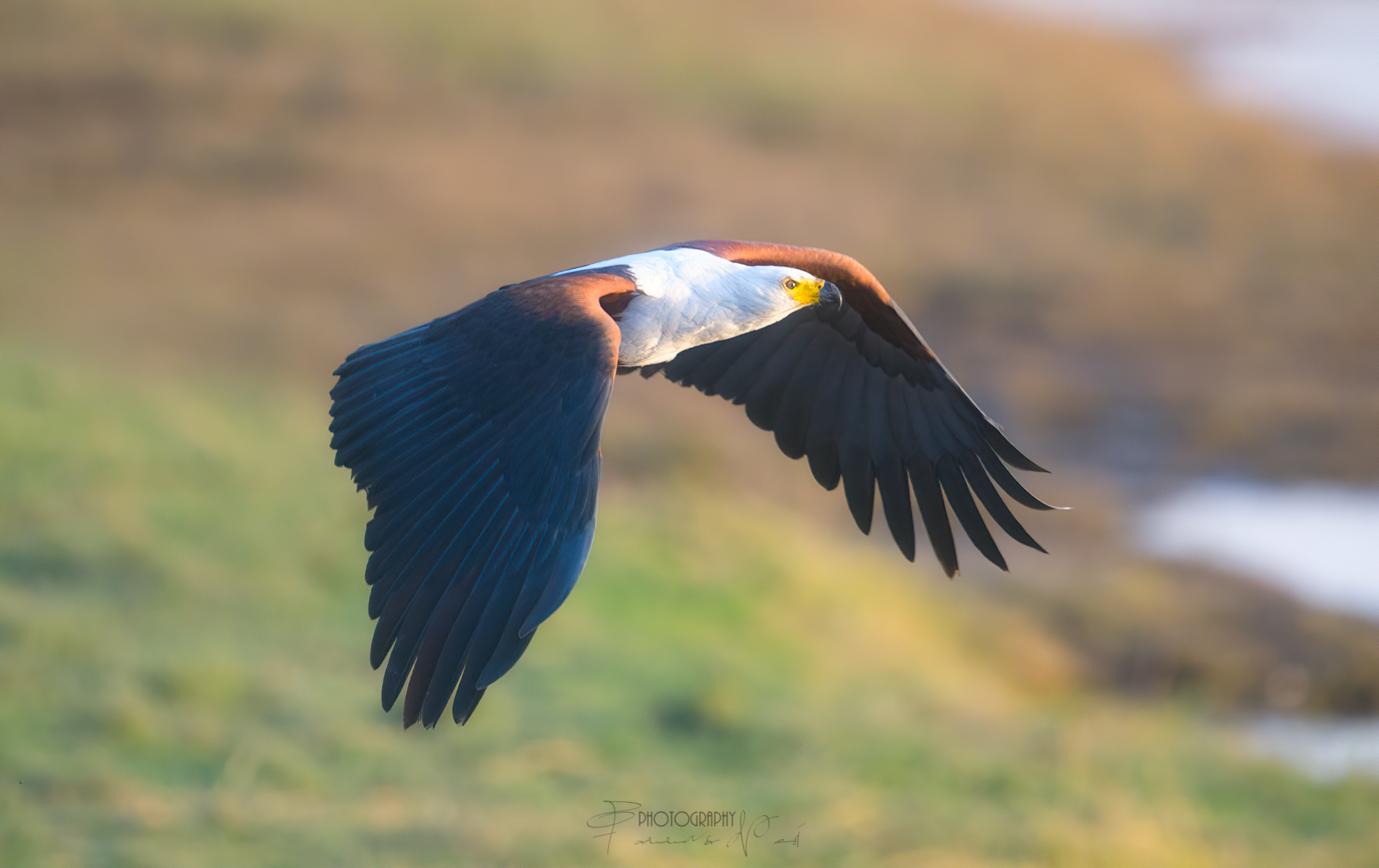 Aquila Pescatrice
