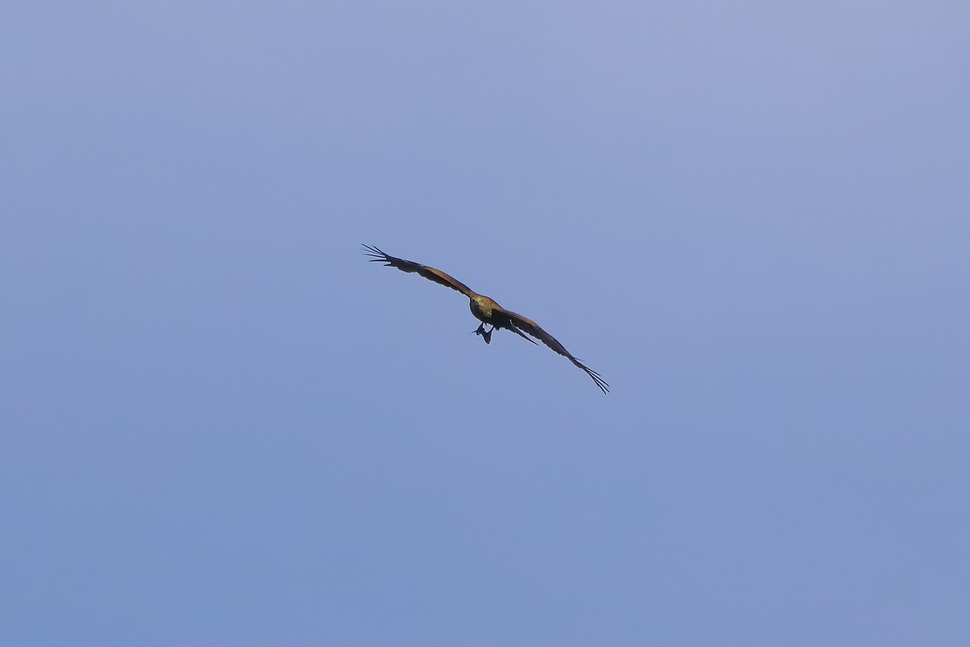 Nibbio bruno 07-06-2022